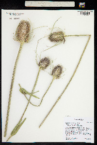 Dipsacus fullonum image