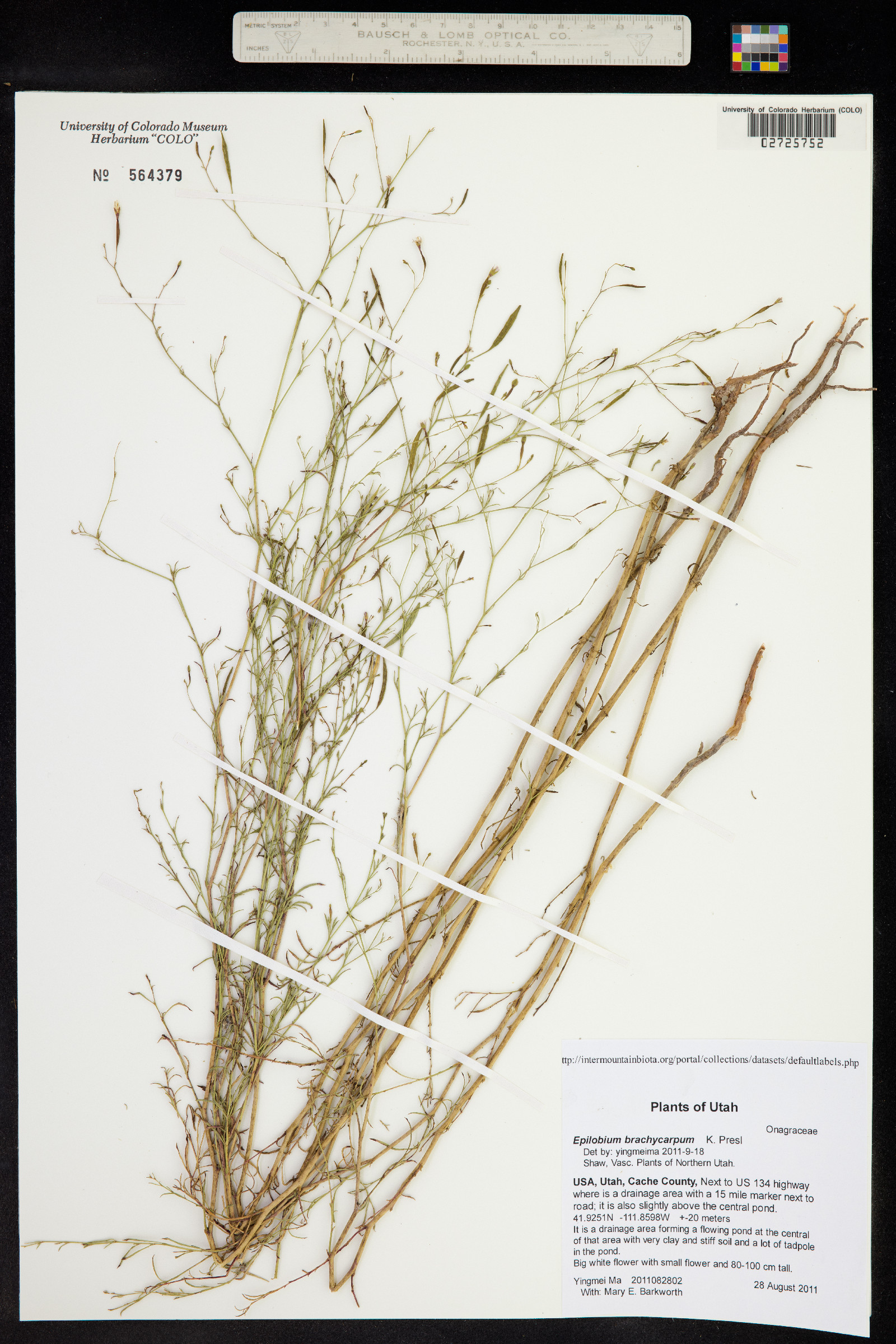 Epilobium brachycarpum image