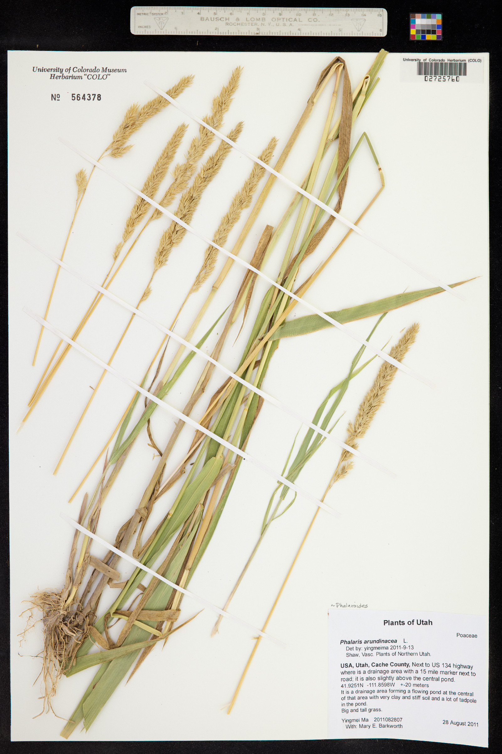 Phalaris arundinacea image