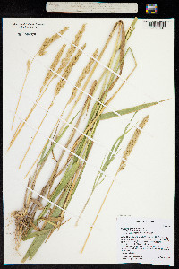 Phalaris arundinacea image