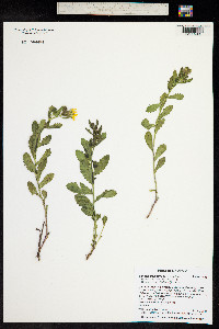 Senecio fremontii image