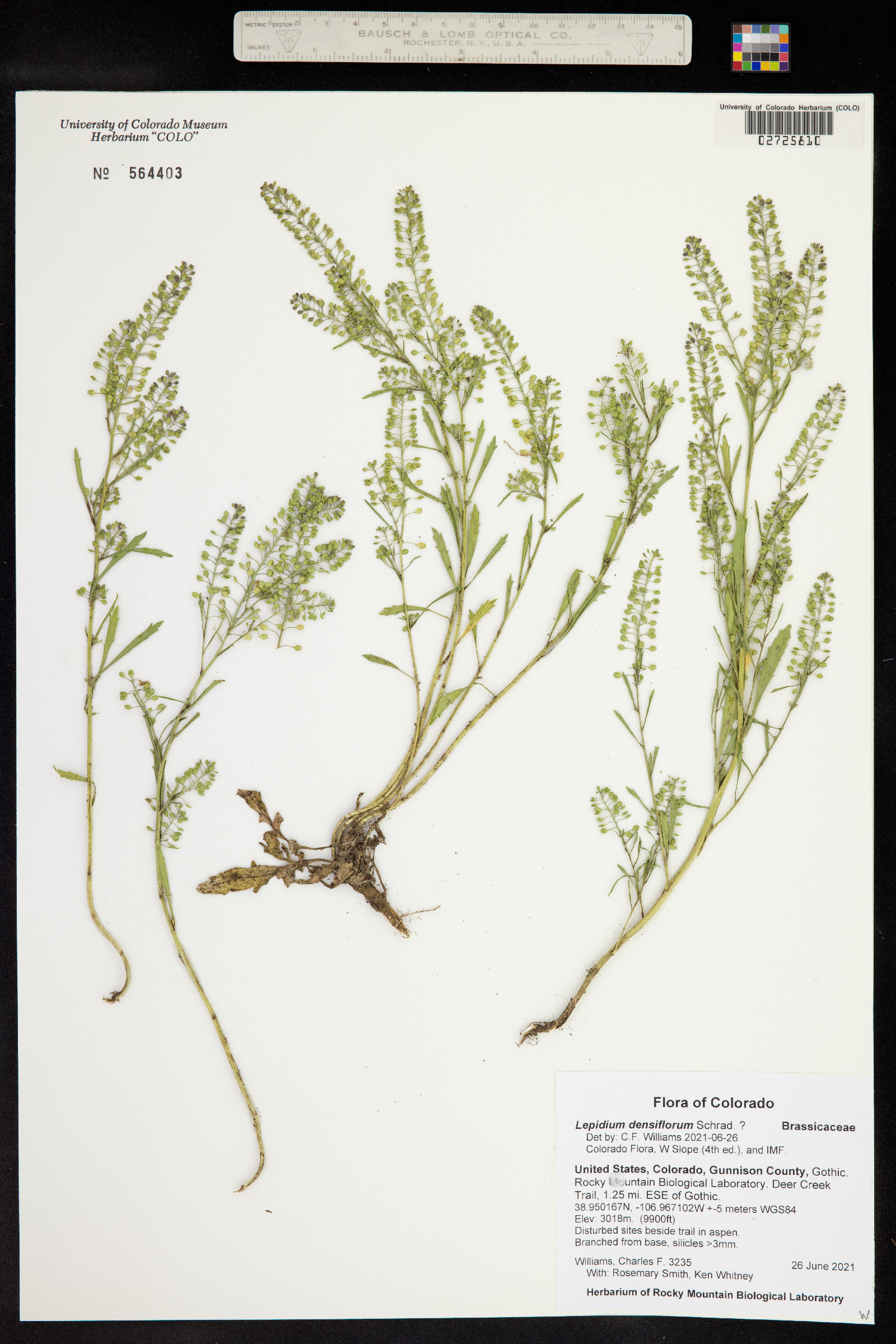 Lepidium densiflorum image