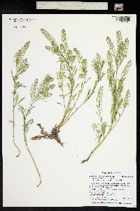 Lepidium densiflorum image