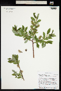 Salix monticola image