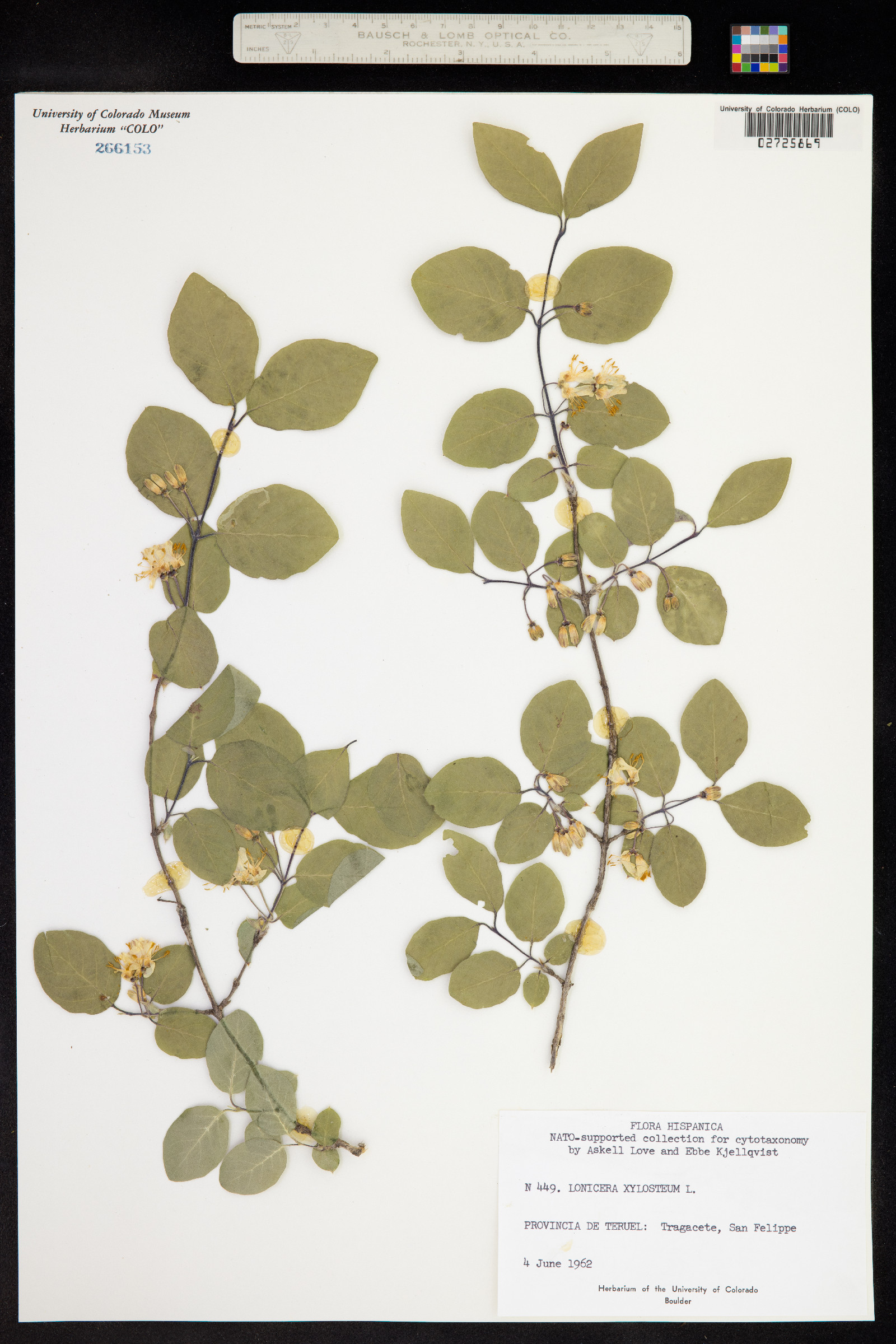 Lonicera image