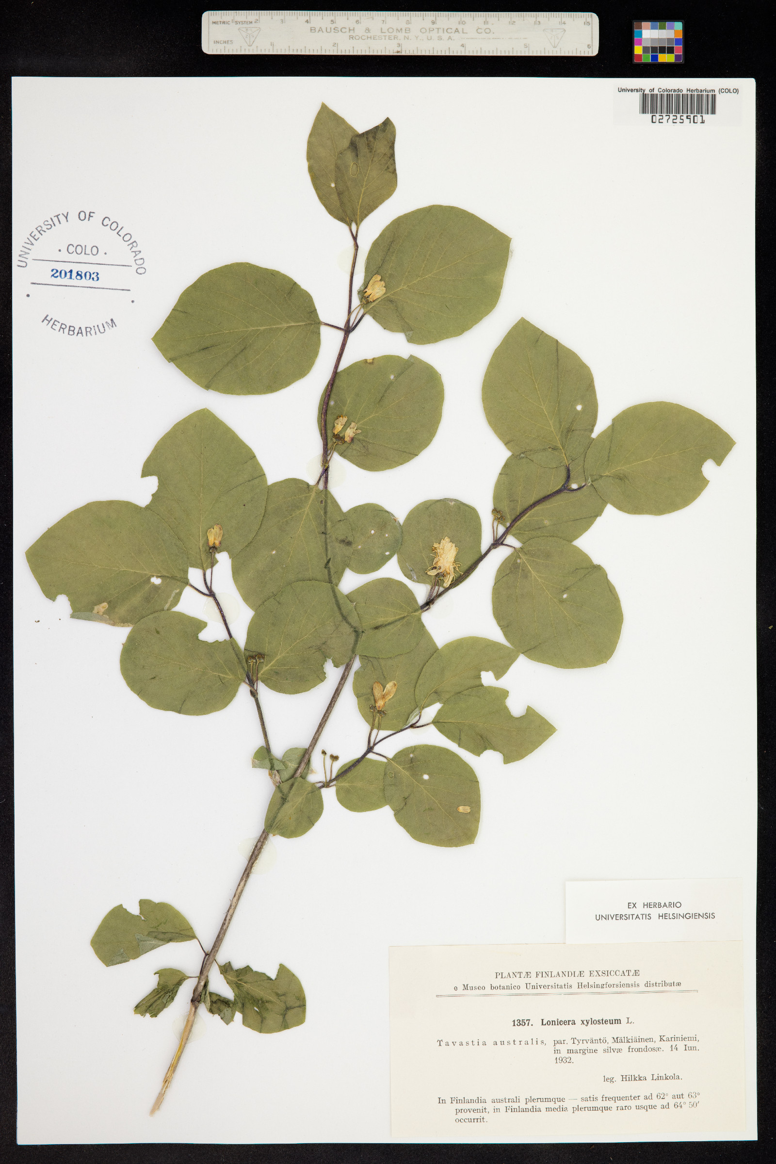 Lonicera xylosteum image