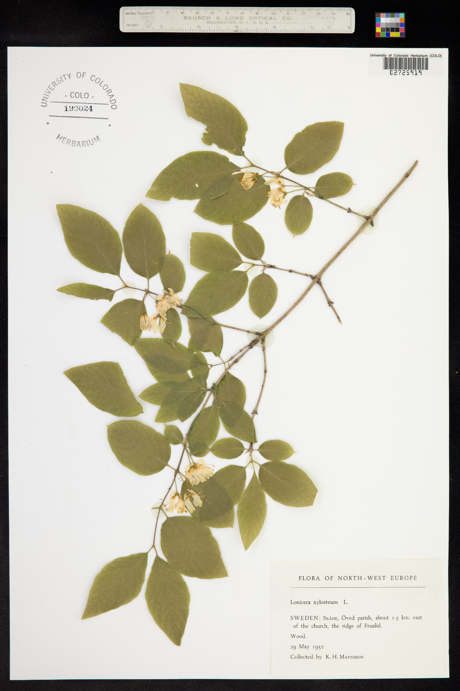 Lonicera xylosteum image