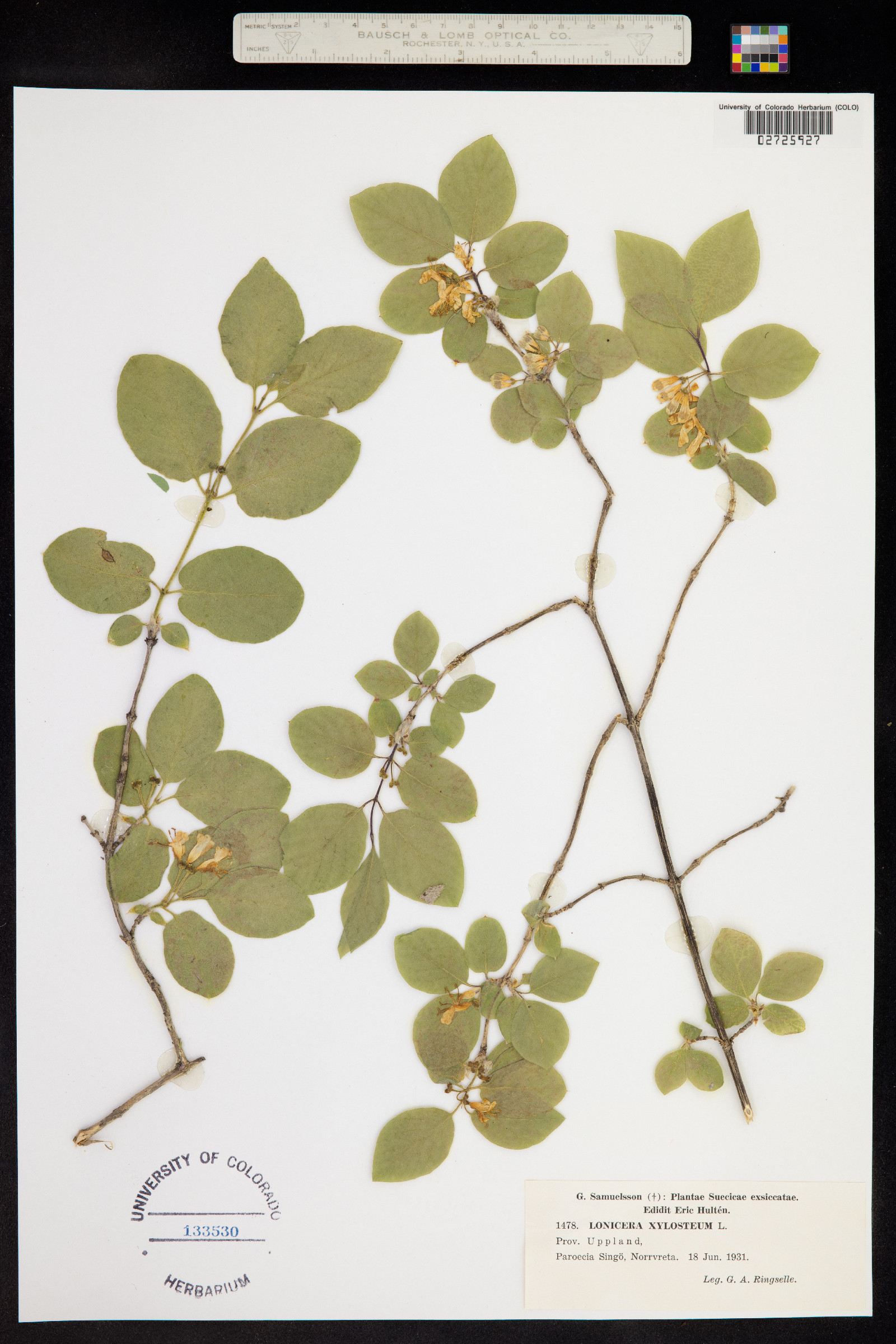 Lonicera xylosteum image