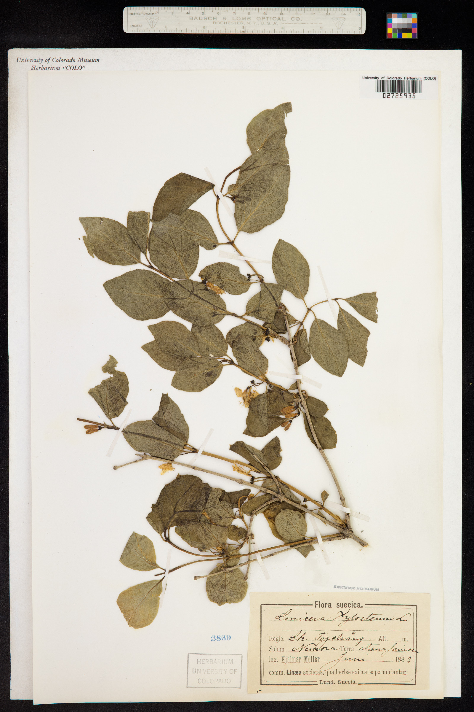 Lonicera xylosteum image