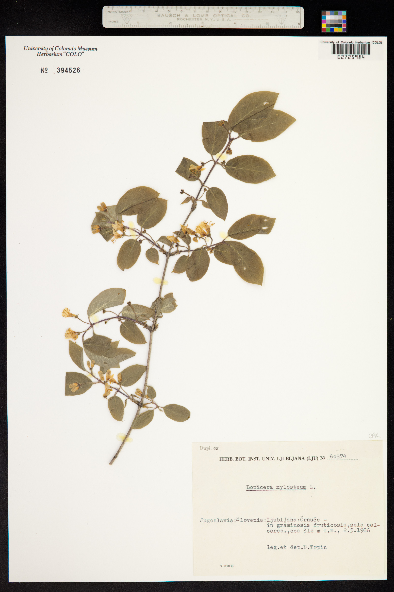 Lonicera xylosteum image