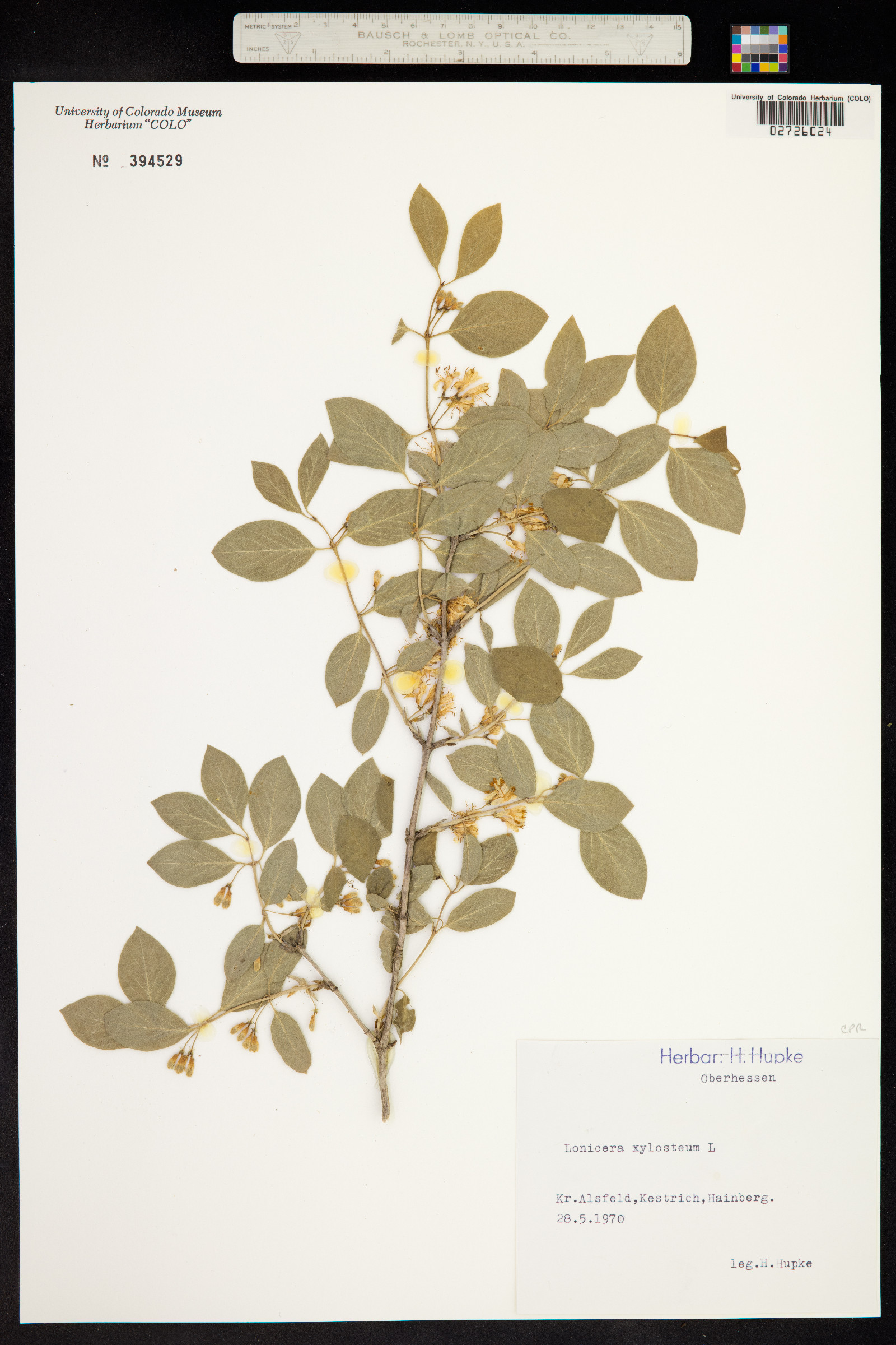 Lonicera xylosteum image