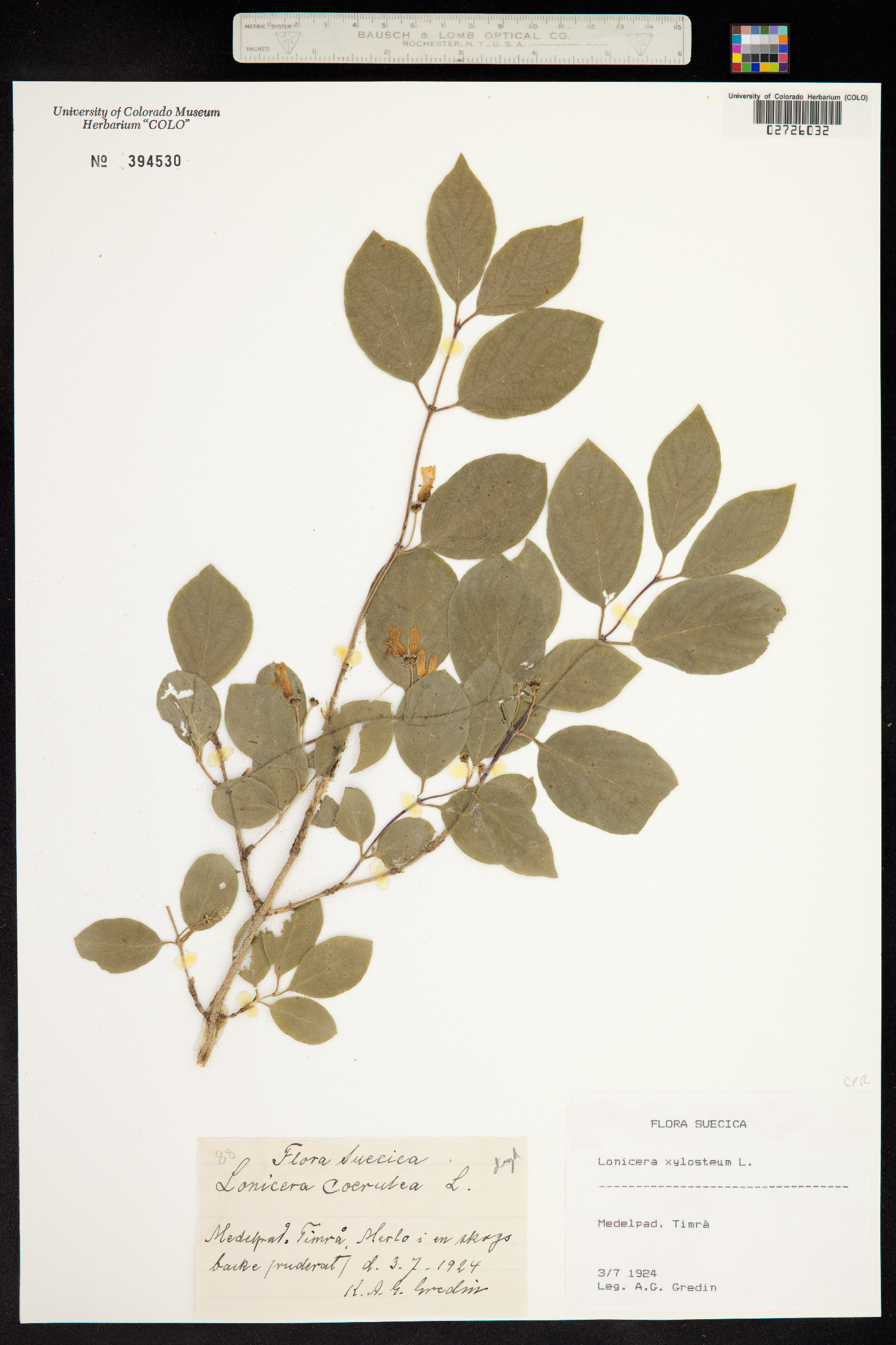 Lonicera xylosteum image