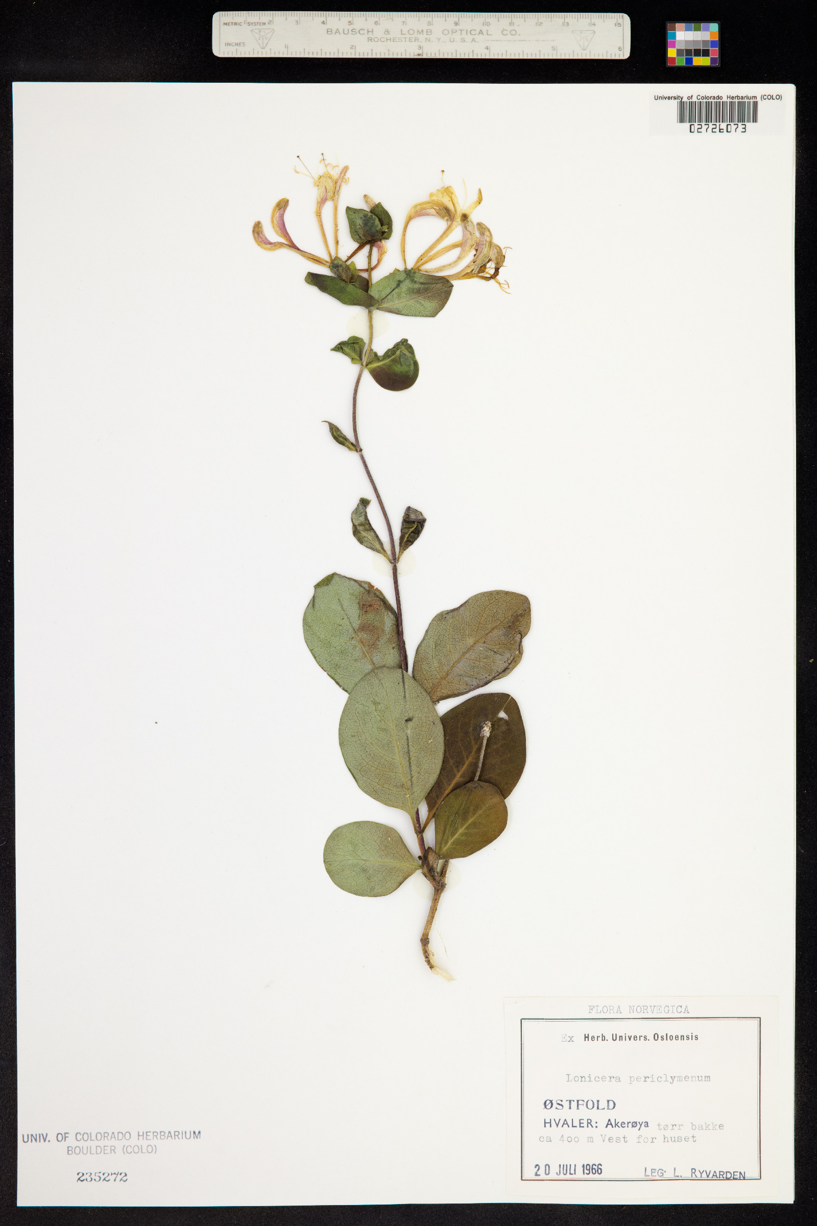 Lonicera periclymenum image