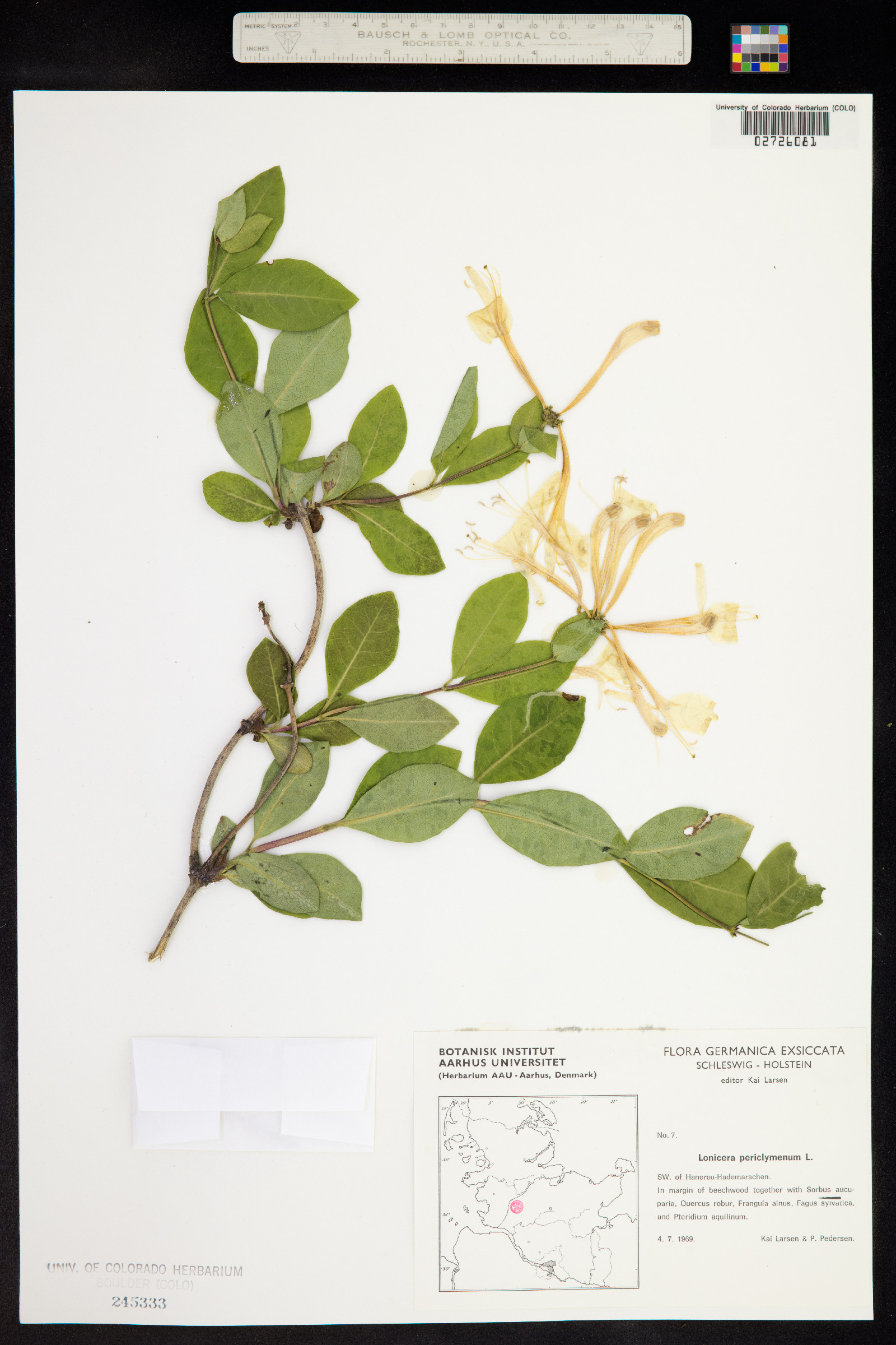 Lonicera periclymenum image