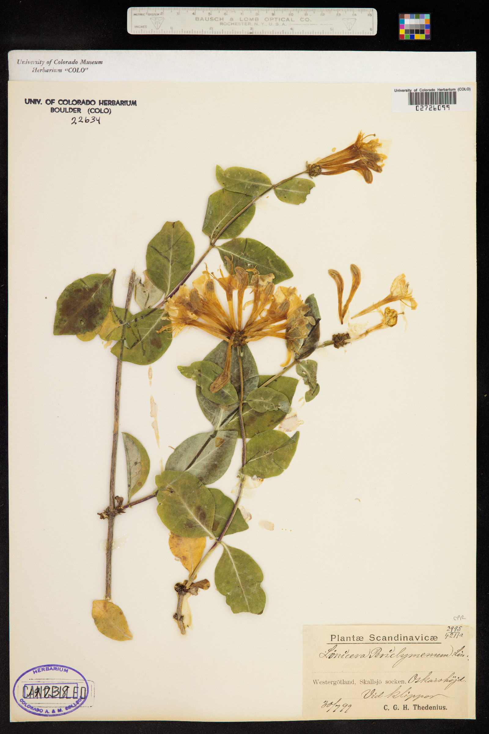 Lonicera periclymenum image