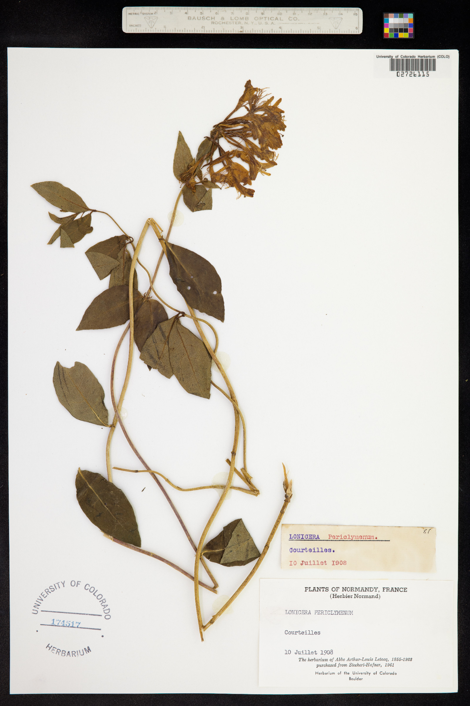 Lonicera periclymenum image