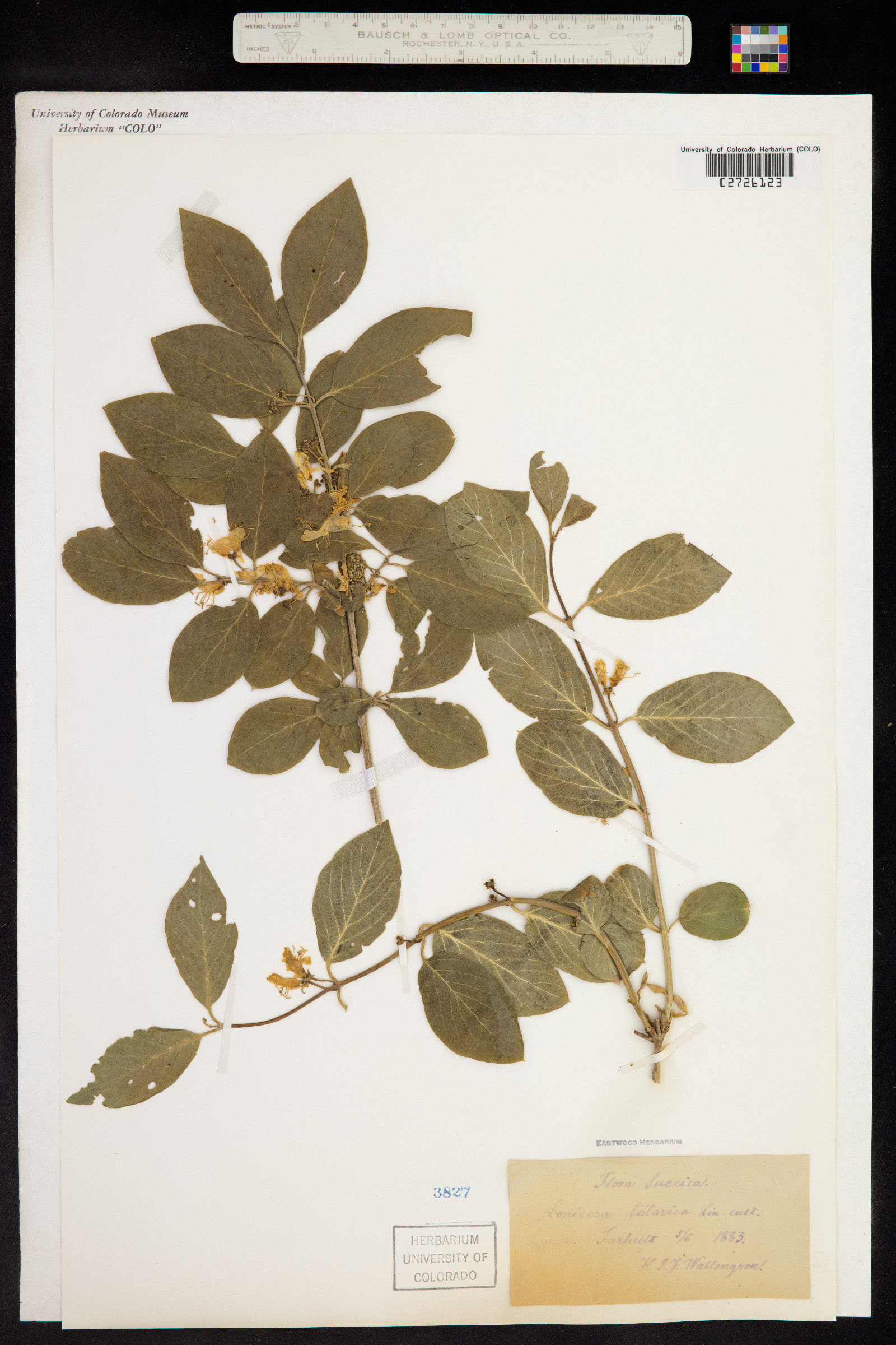 Lonicera tatarica image