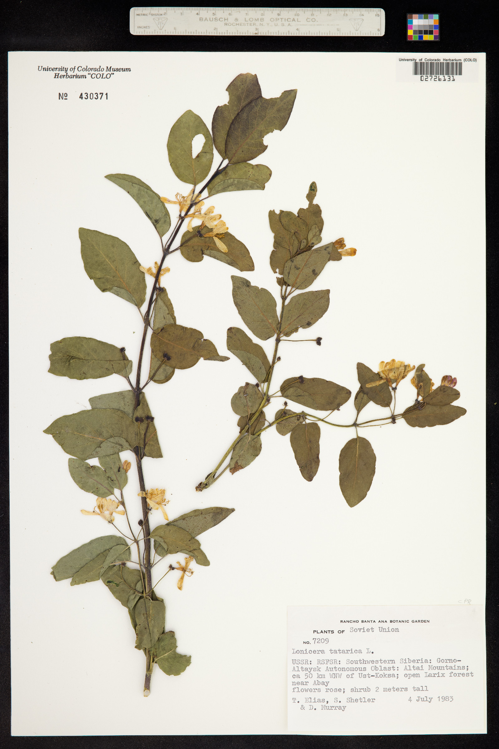 Lonicera tatarica image