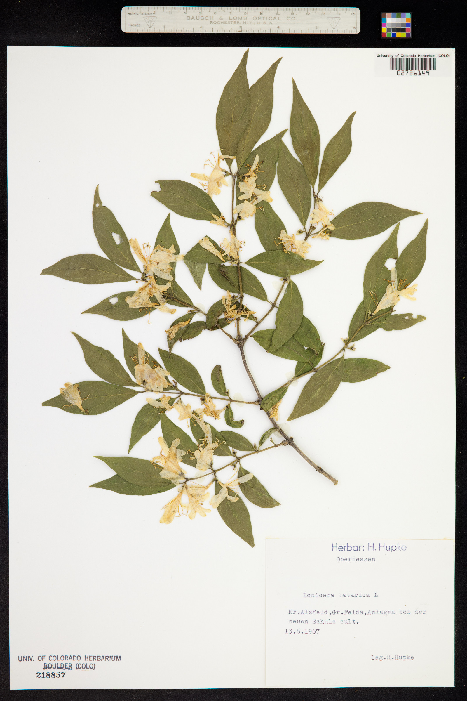 Lonicera tatarica image