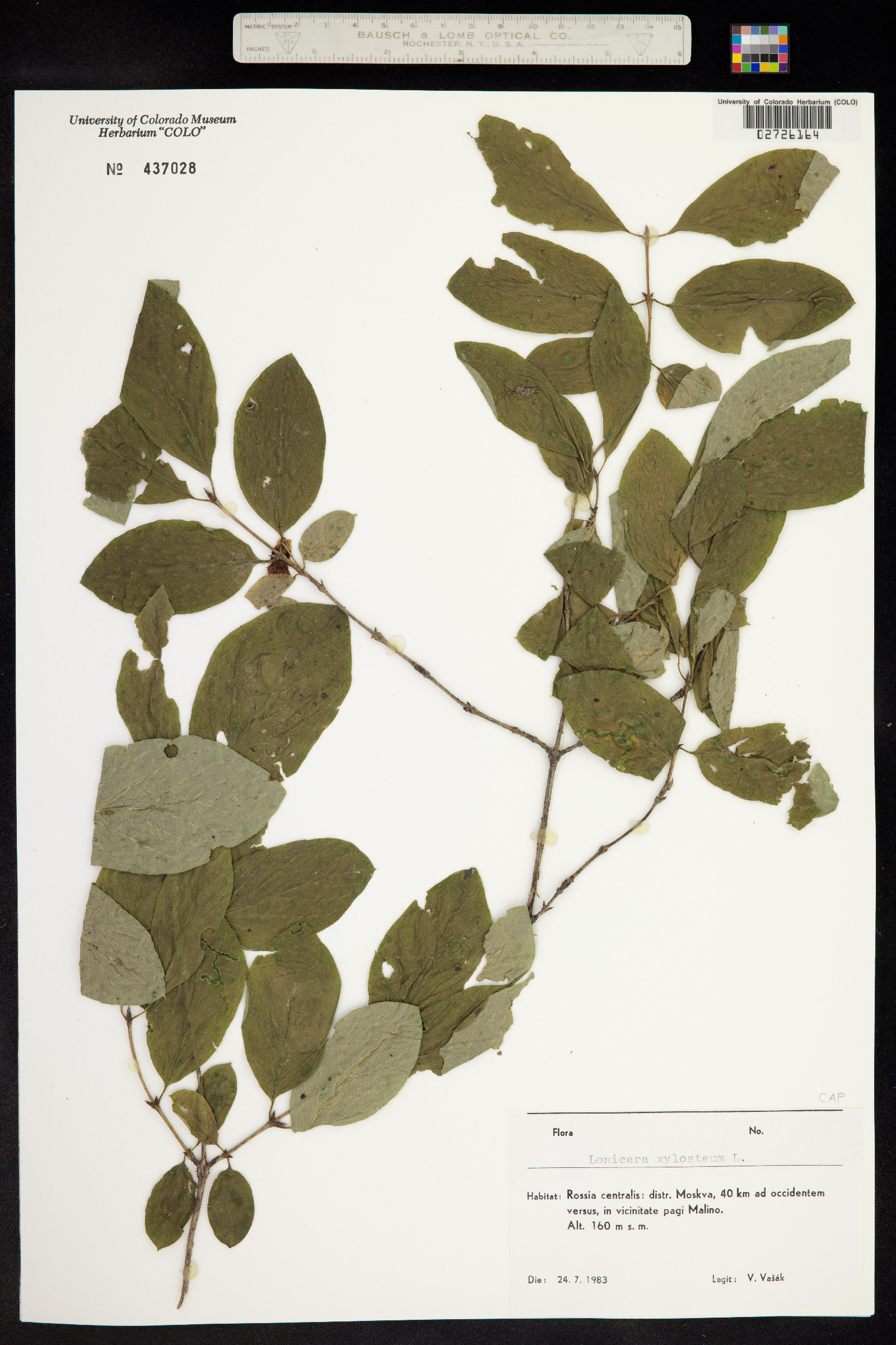 Lonicera image