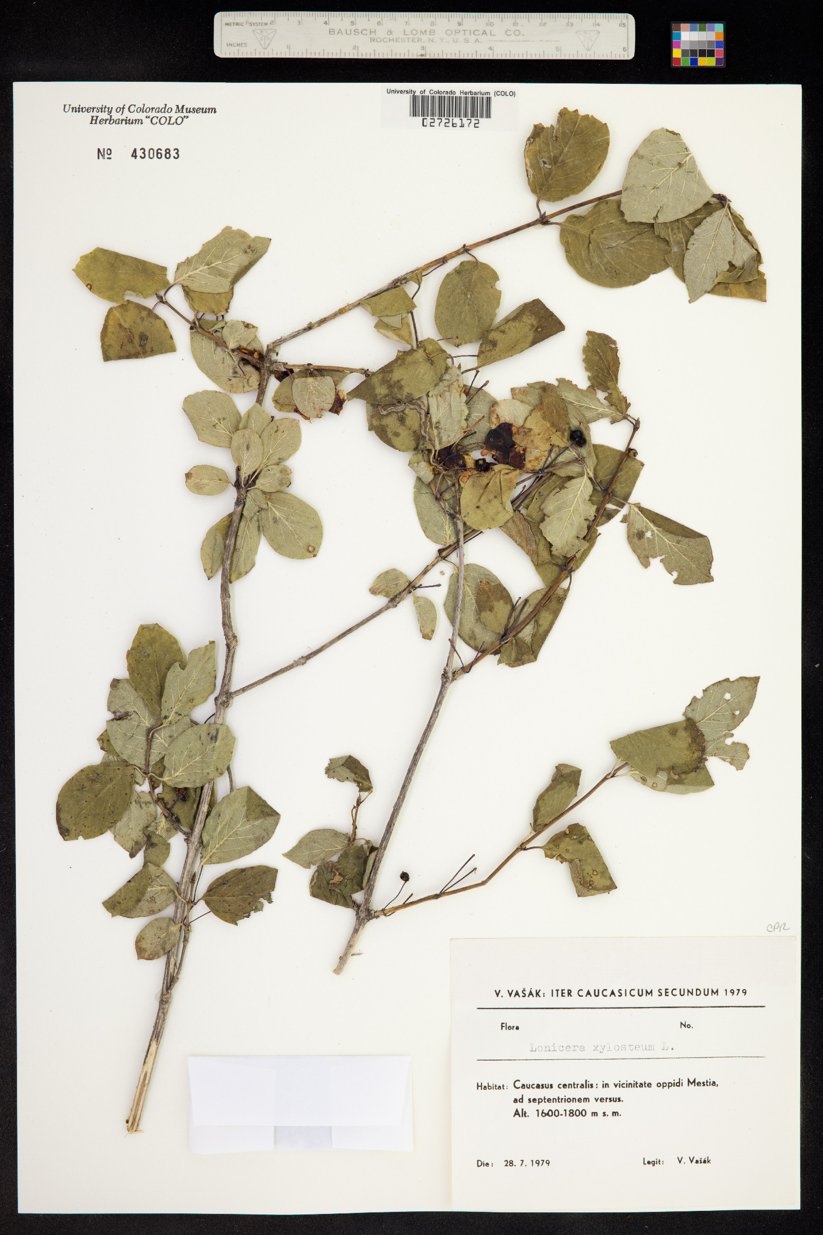 Lonicera xylosteum image