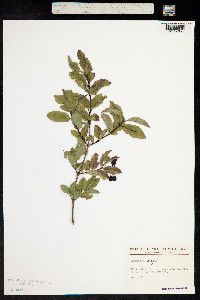 Lonicera nigra image