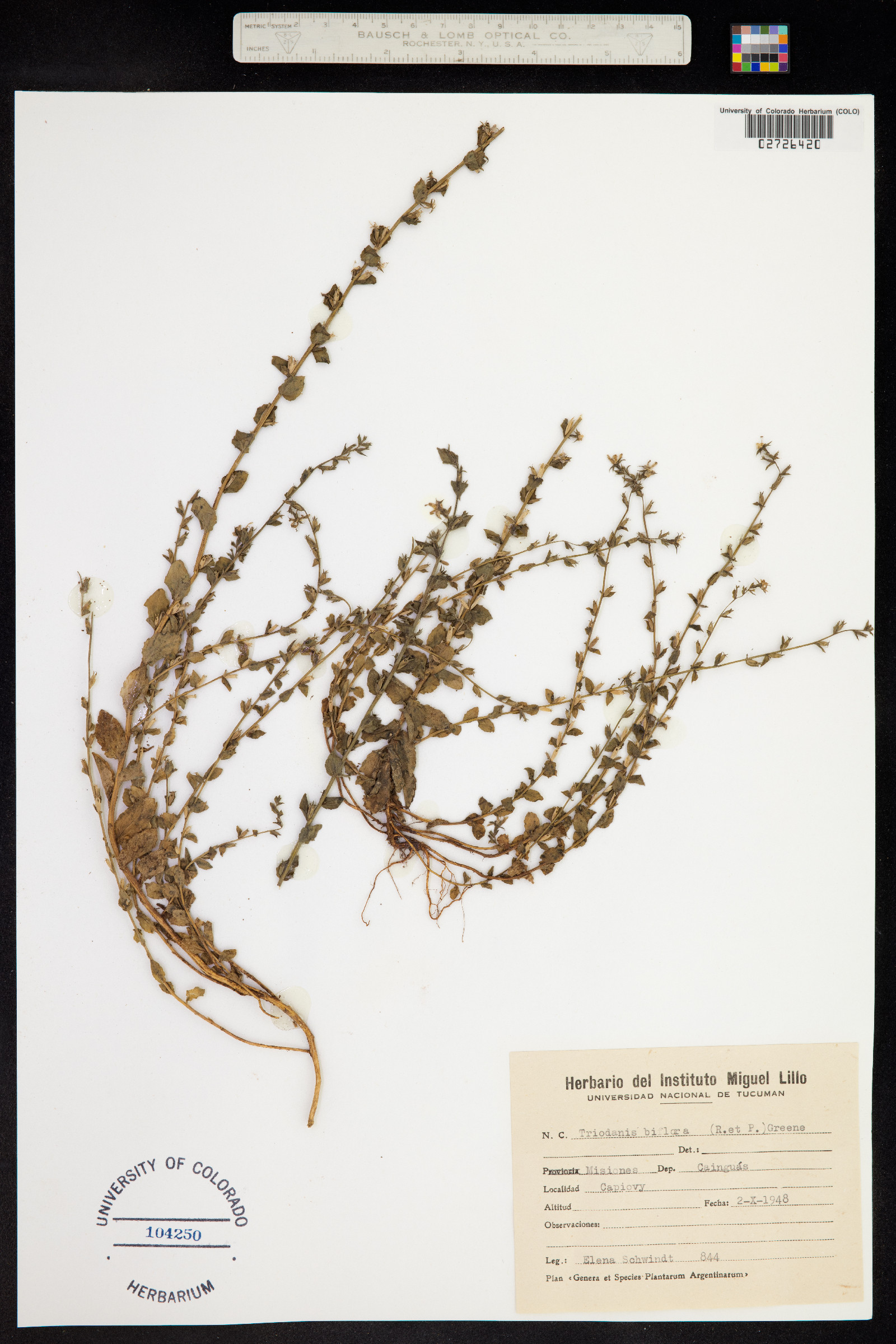 Triodanis perfoliata image