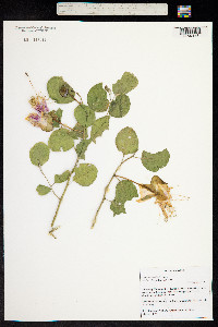 Capparis cordifolia image
