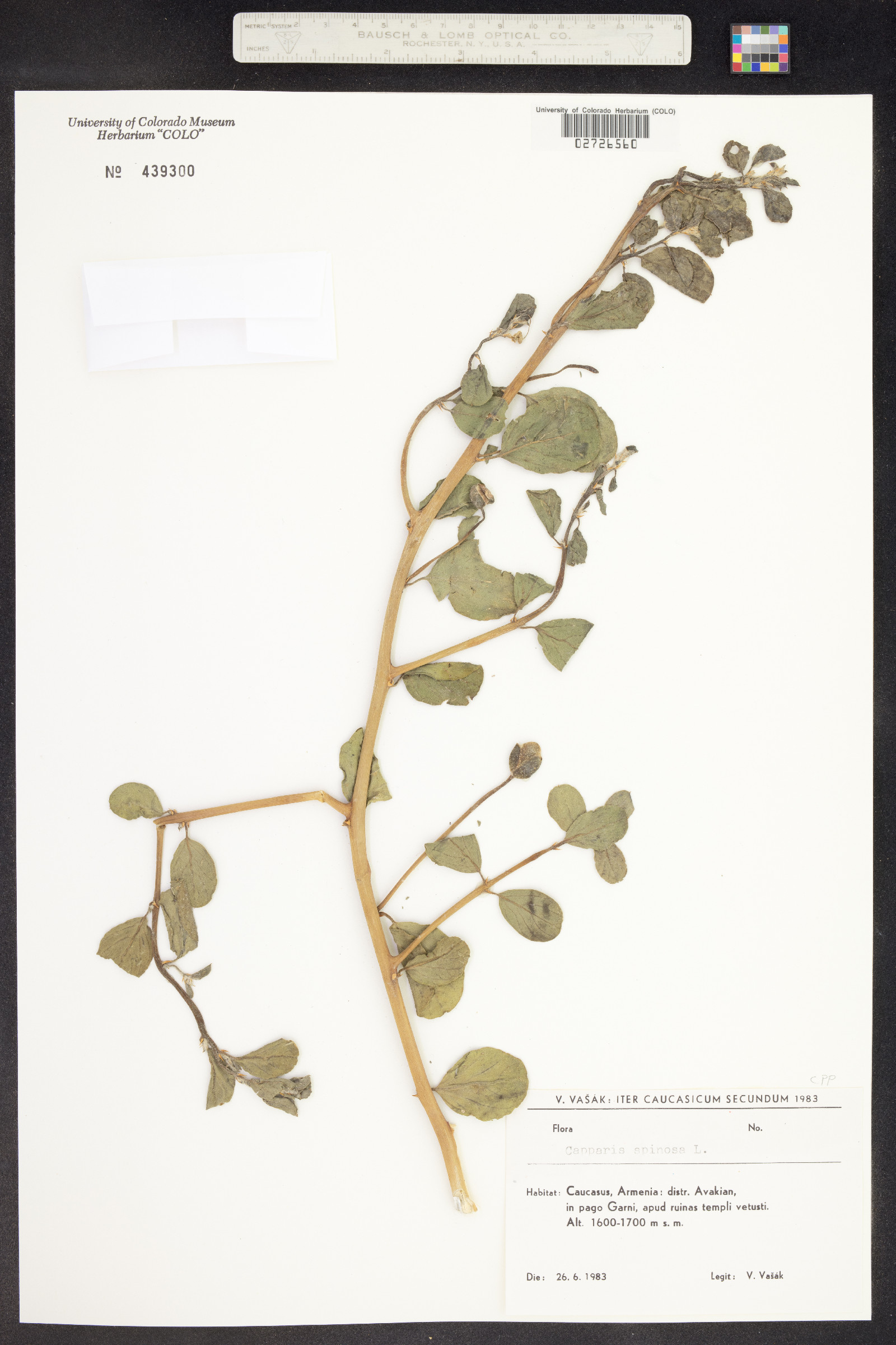 Capparis spinosa image