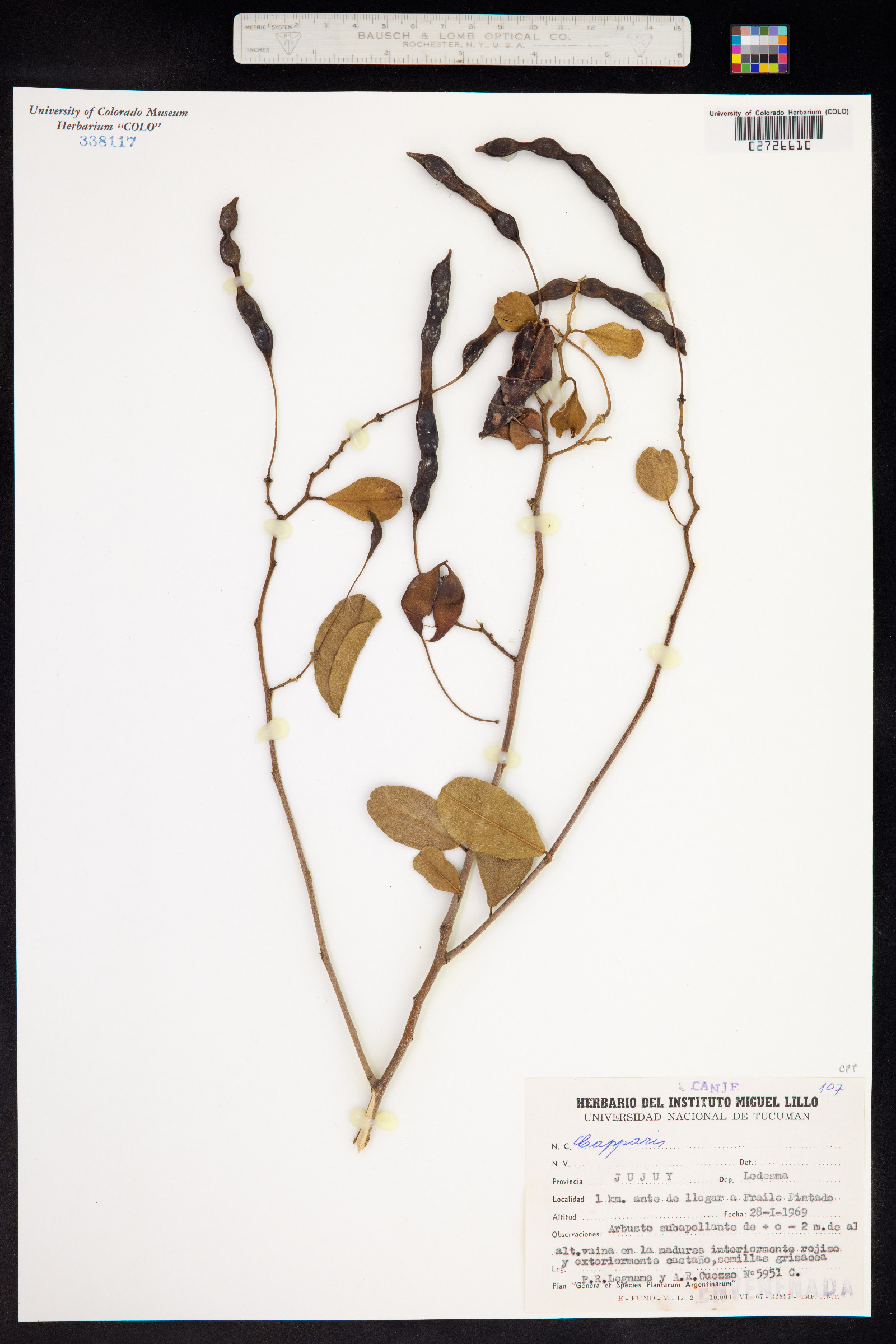 Capparis image