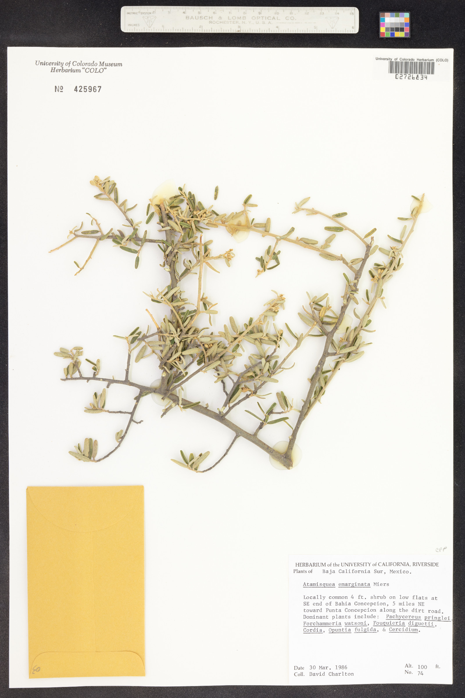 Atamisquea emarginata image