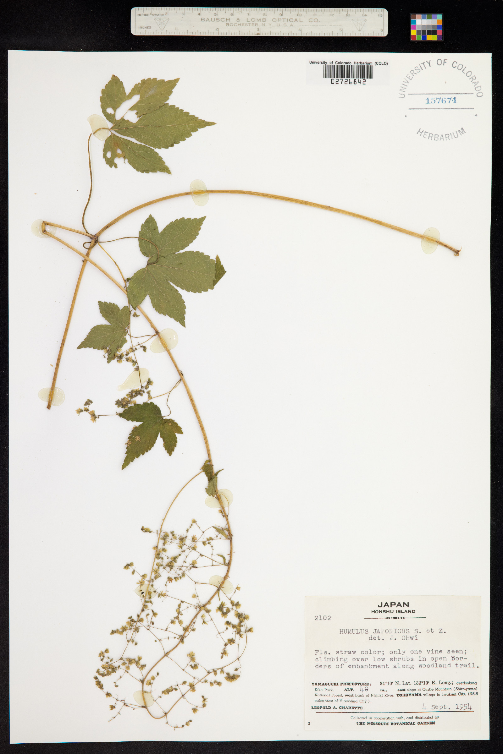 Humulus japonicus image