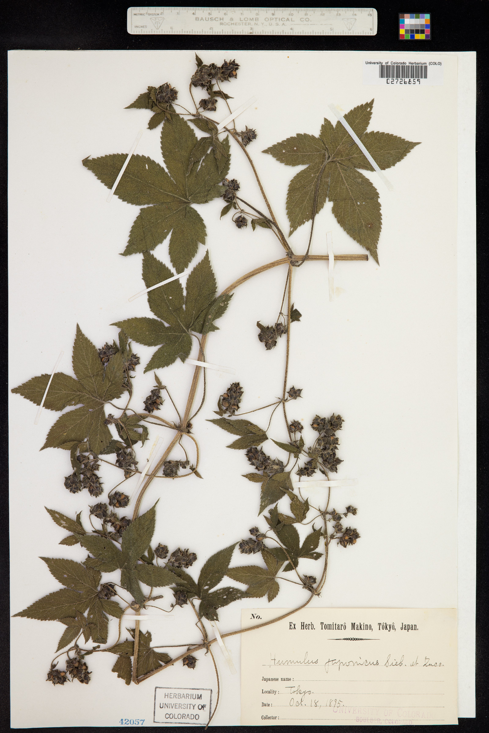 Humulus japonicus image