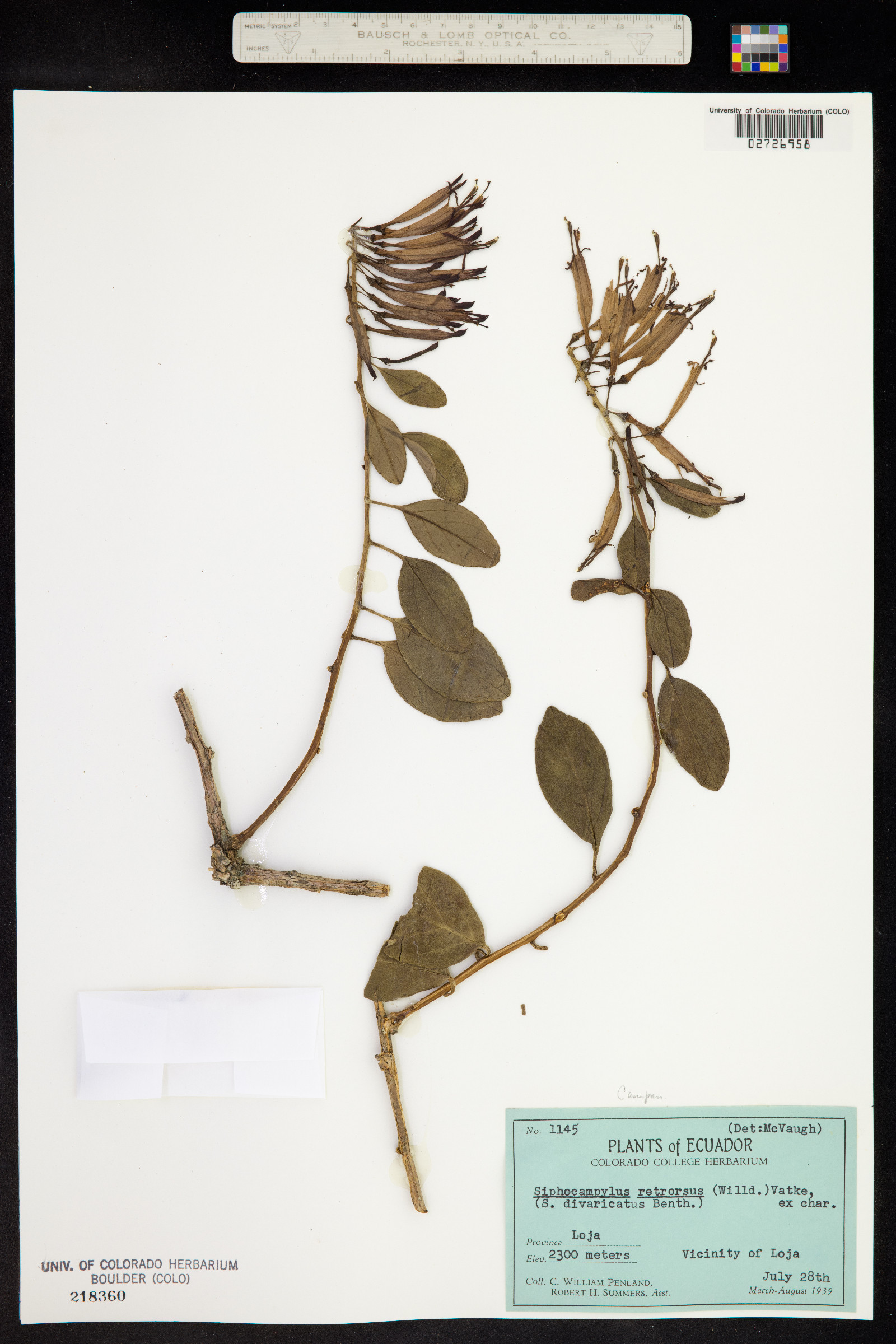 Siphocampylus retrorsus image