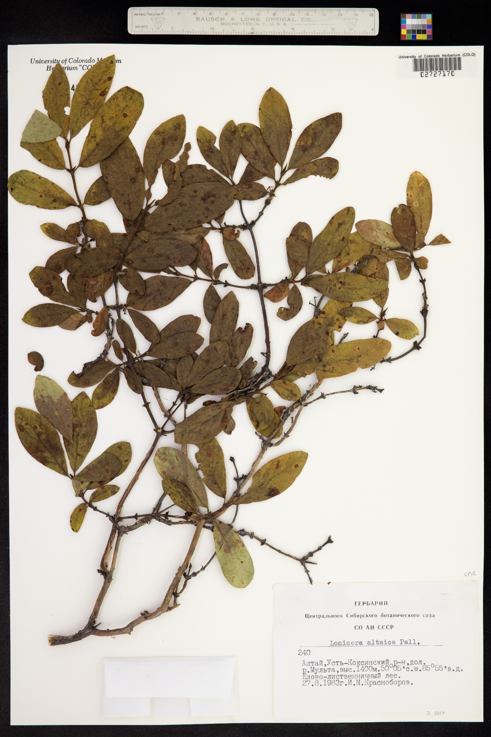Lonicera caerulea image