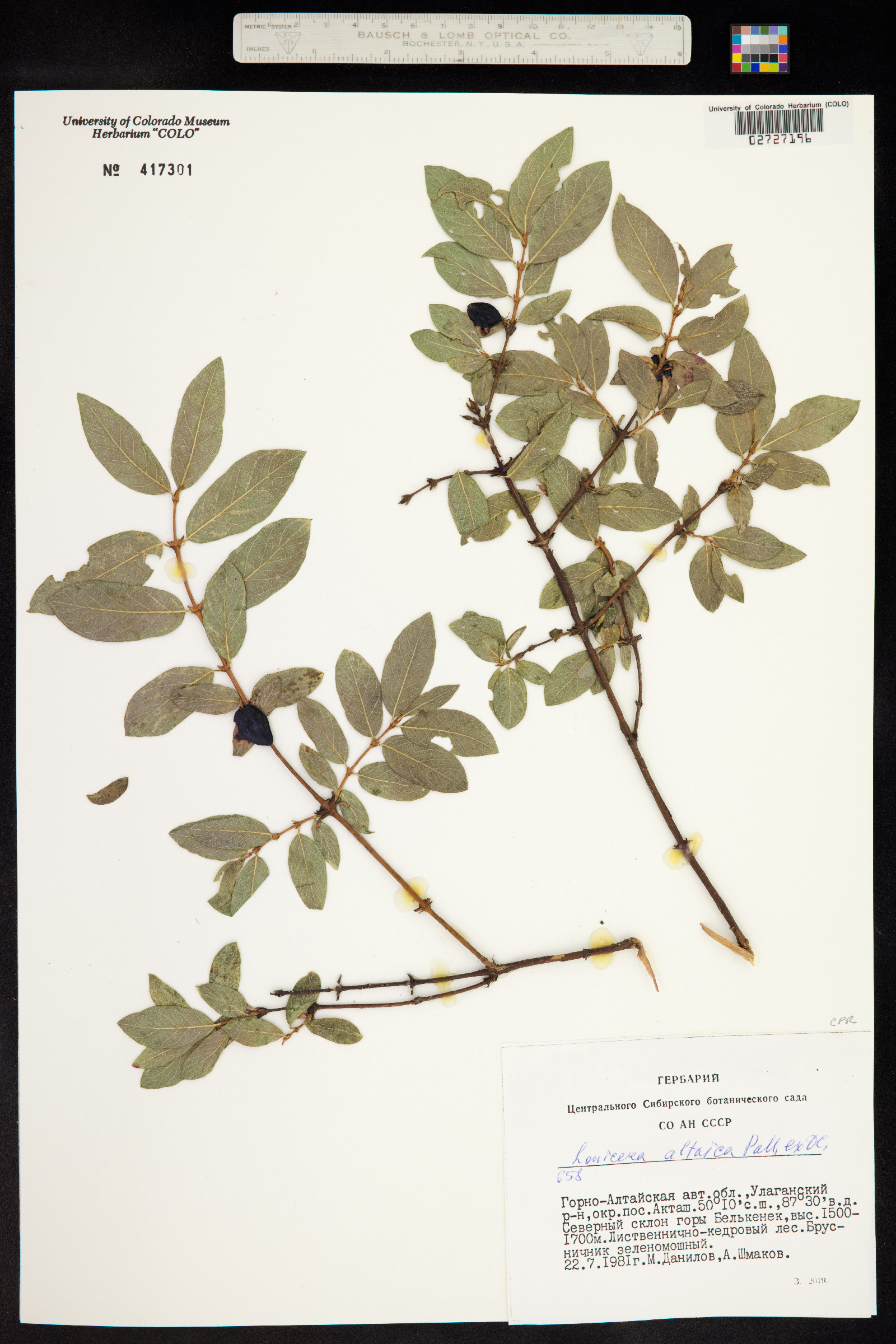 Lonicera caerulea image