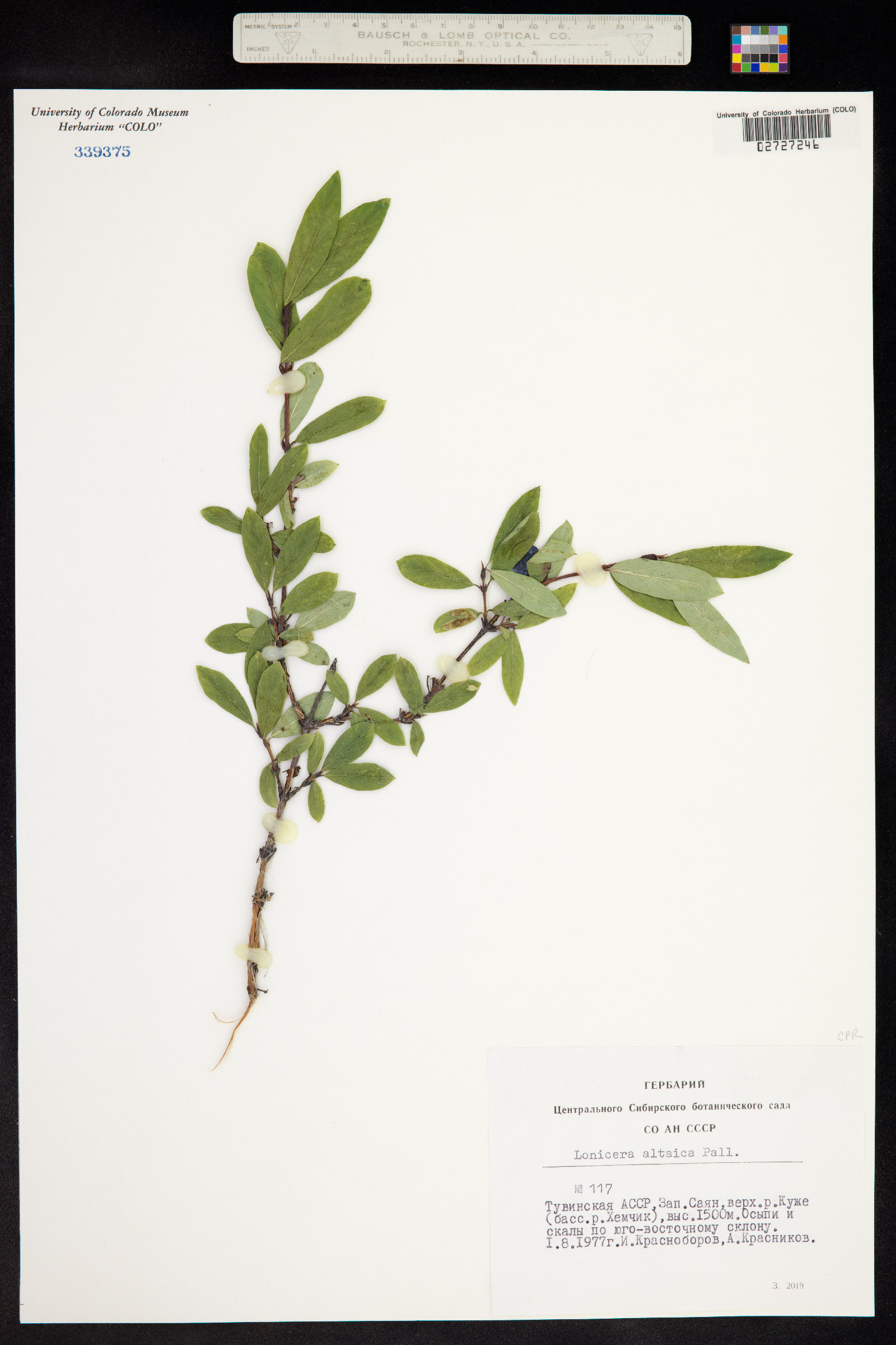 Lonicera caerulea subsp. altaica image