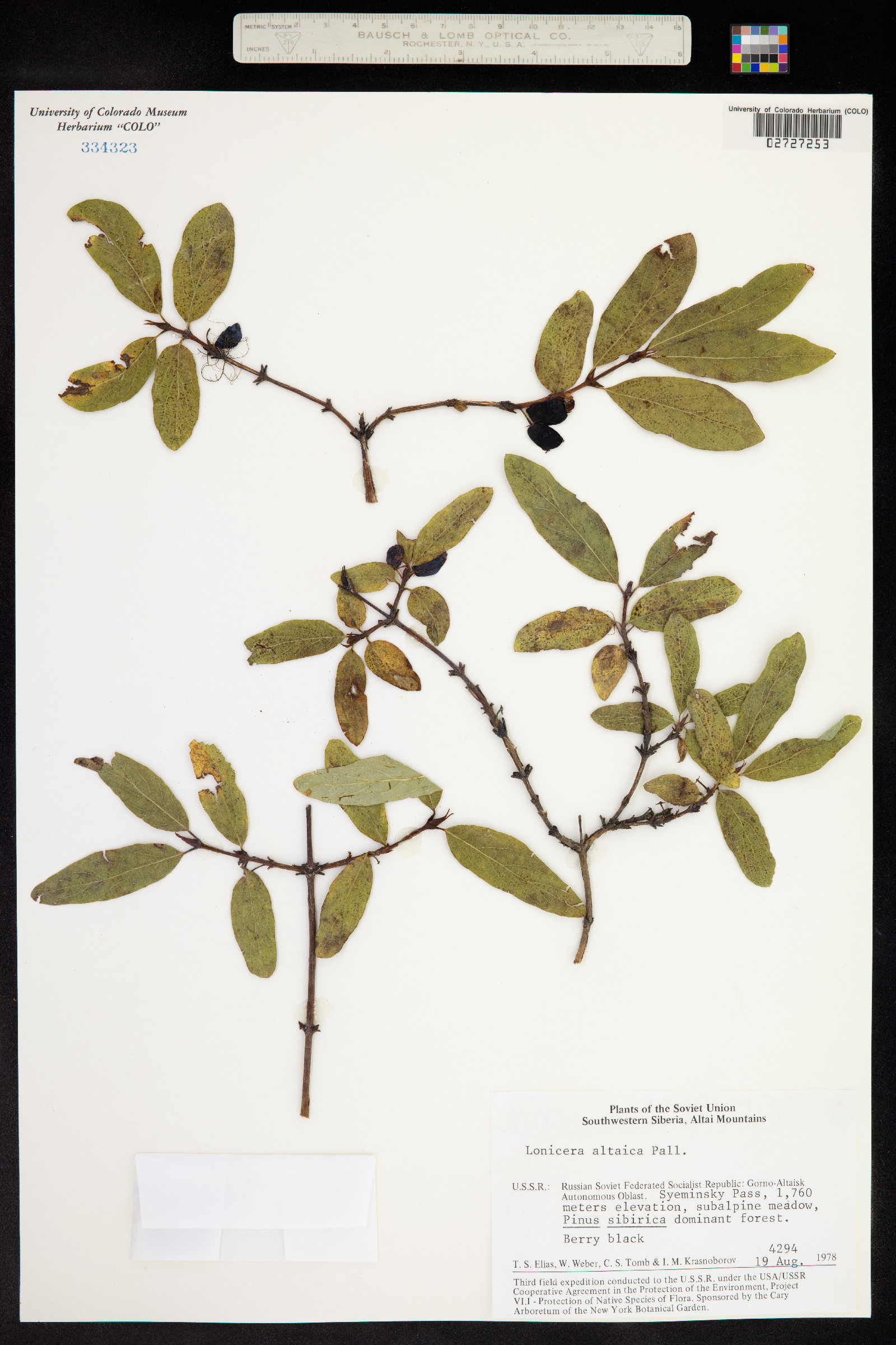 Lonicera caerulea image