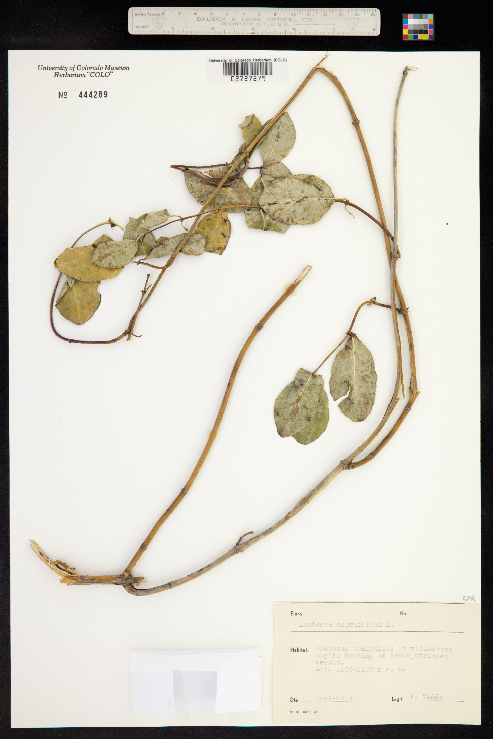 Lonicera caprifolium image