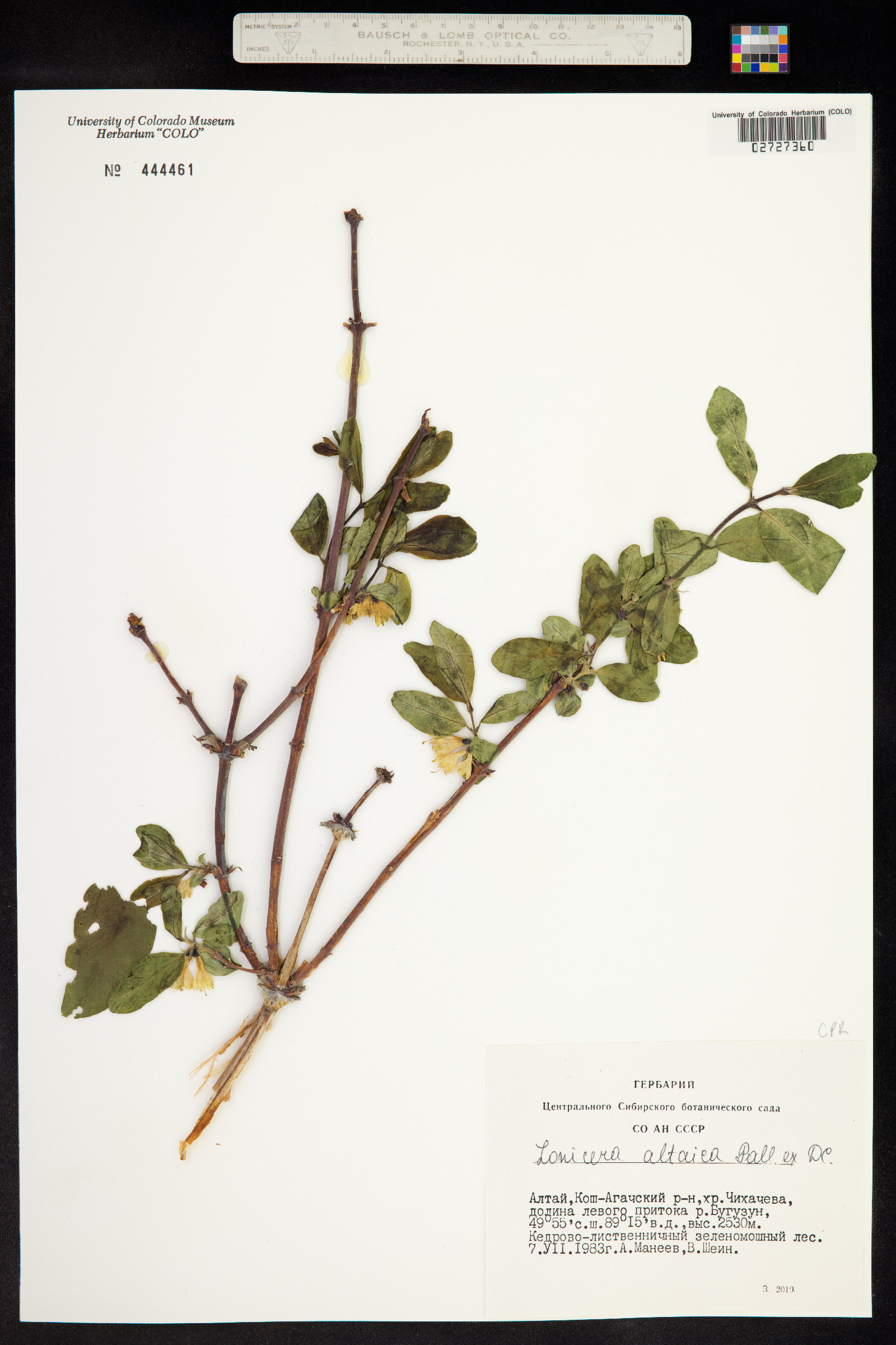 Lonicera caerulea subsp. altaica image