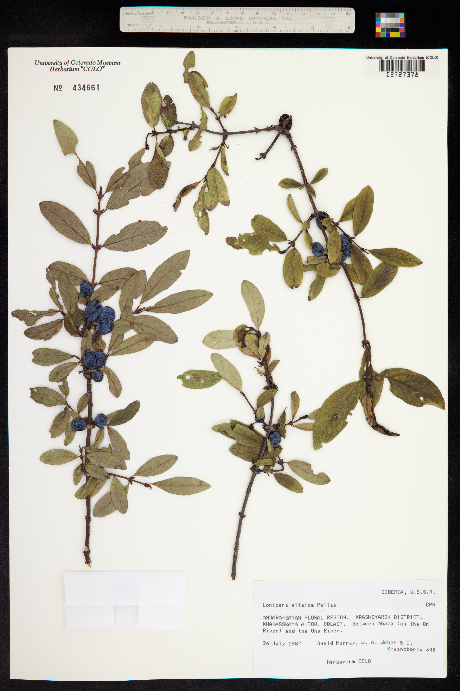 Lonicera caerulea subsp. altaica image