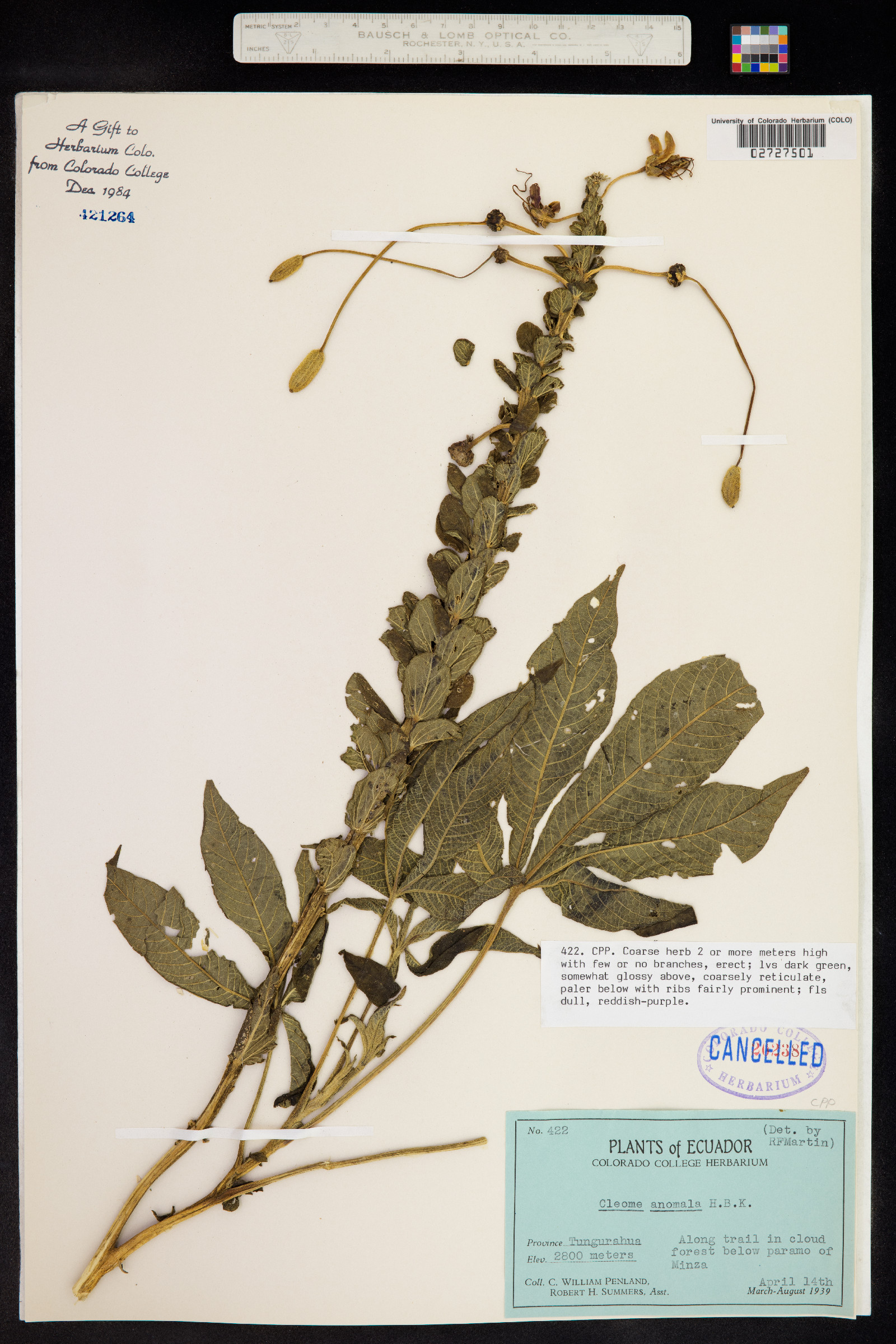 Cleome anomala image