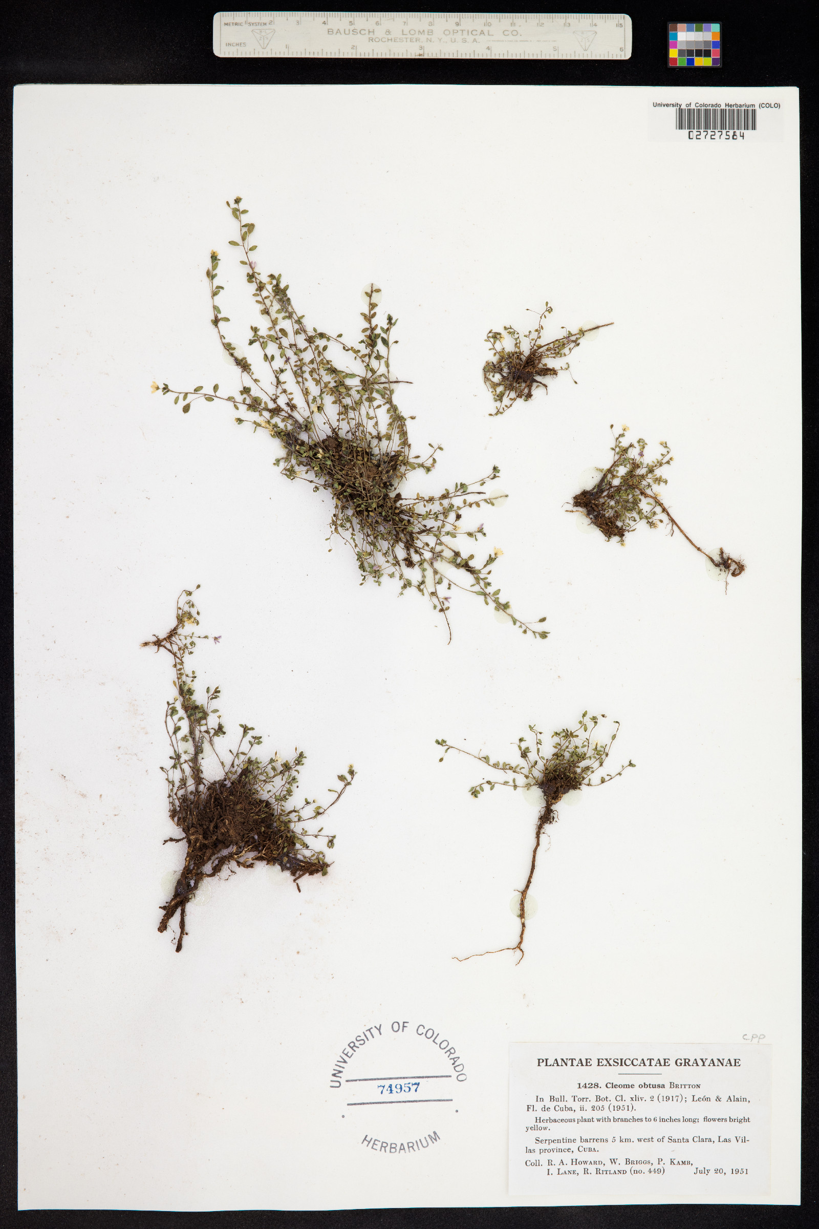 Cleome obtusa image