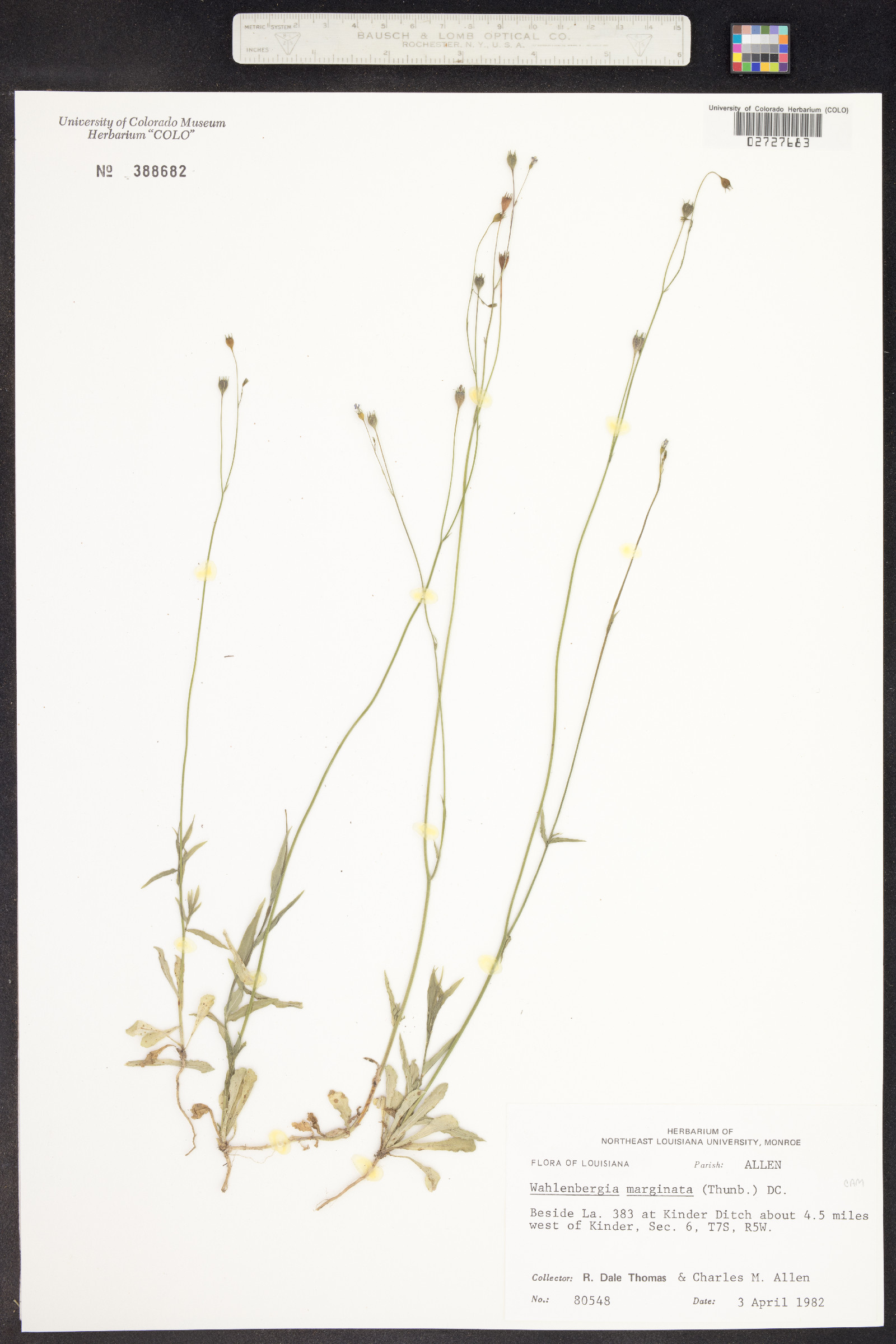 Wahlenbergia marginata image