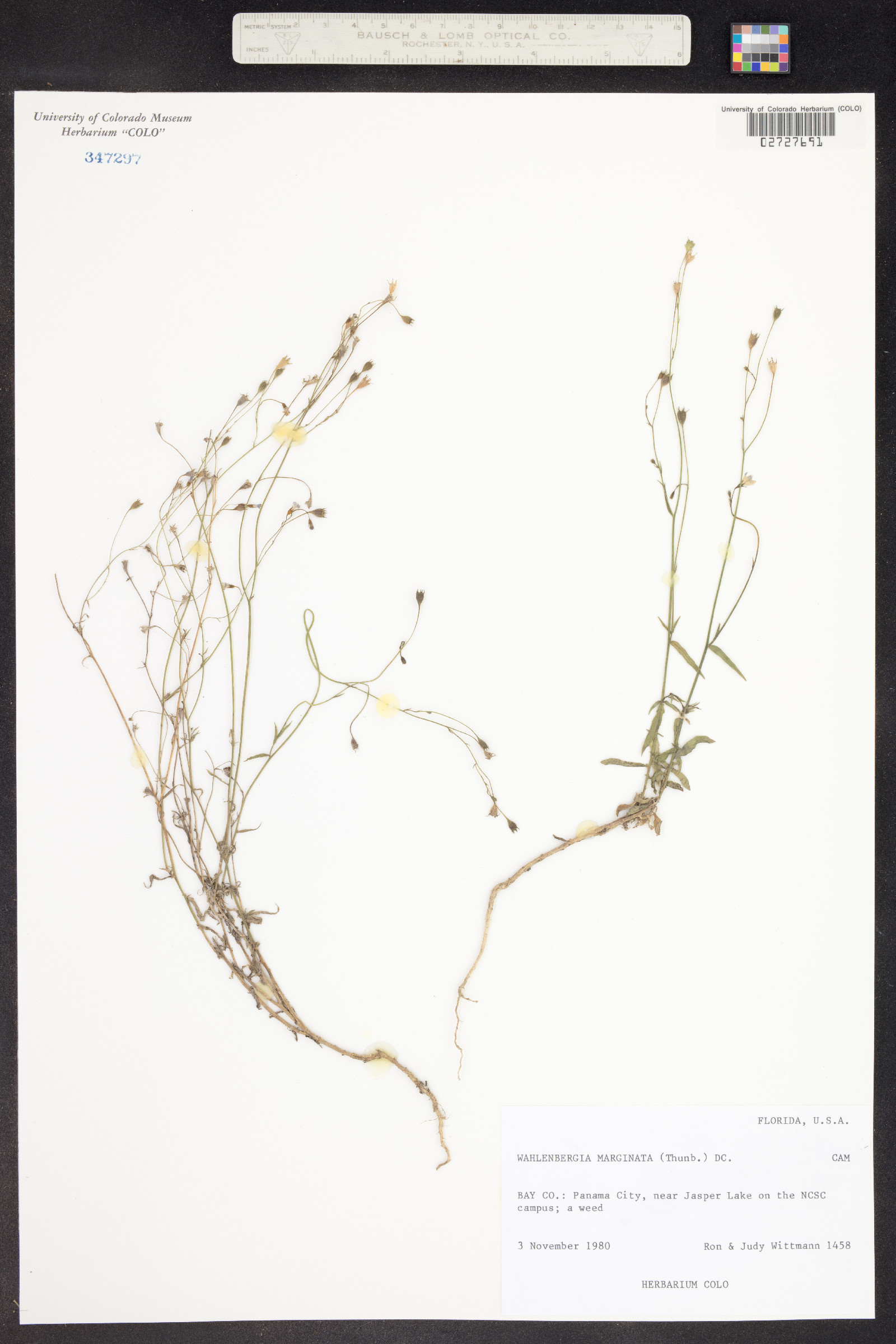 Wahlenbergia marginata image