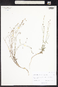Image of Wahlenbergia marginata