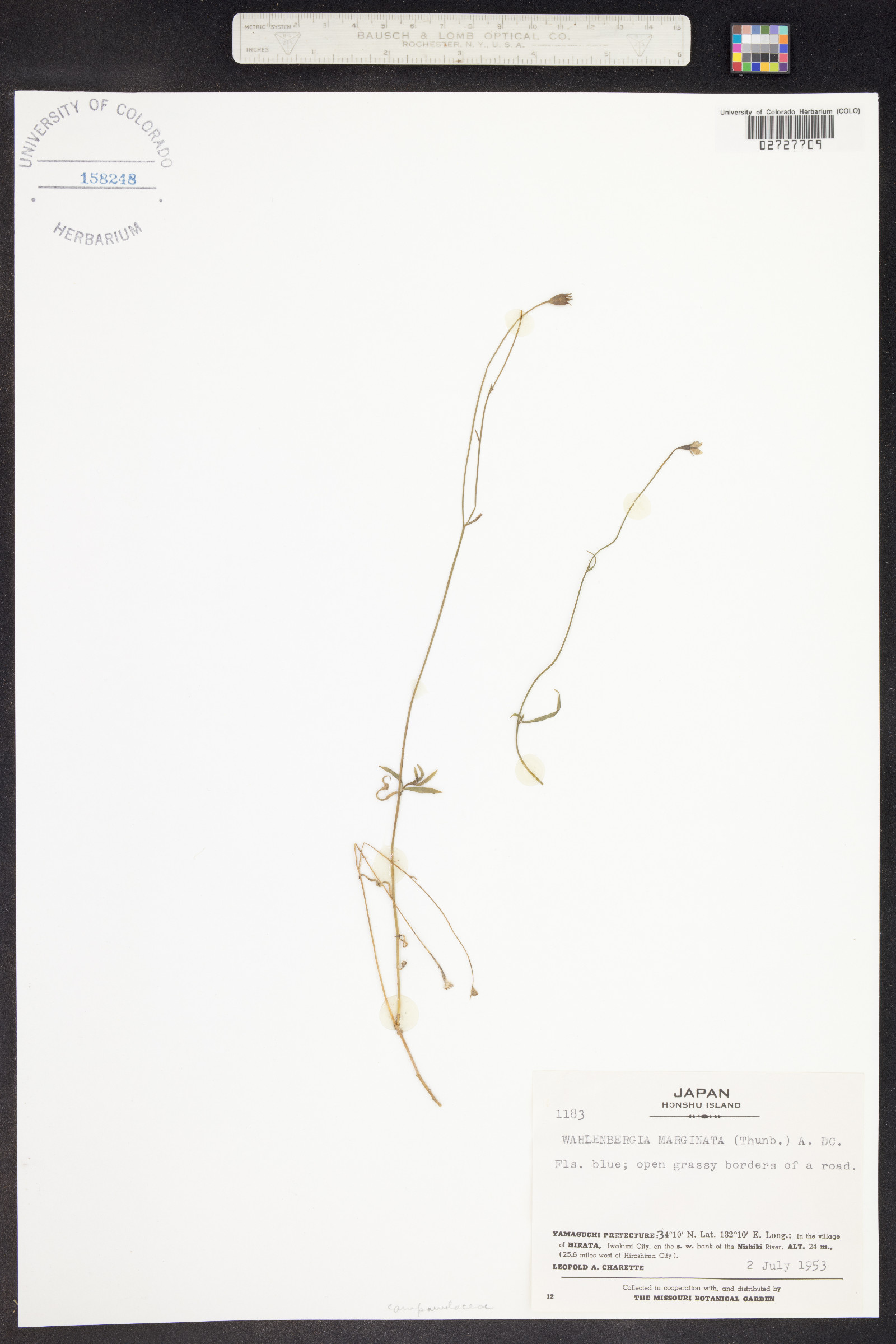 Wahlenbergia marginata image