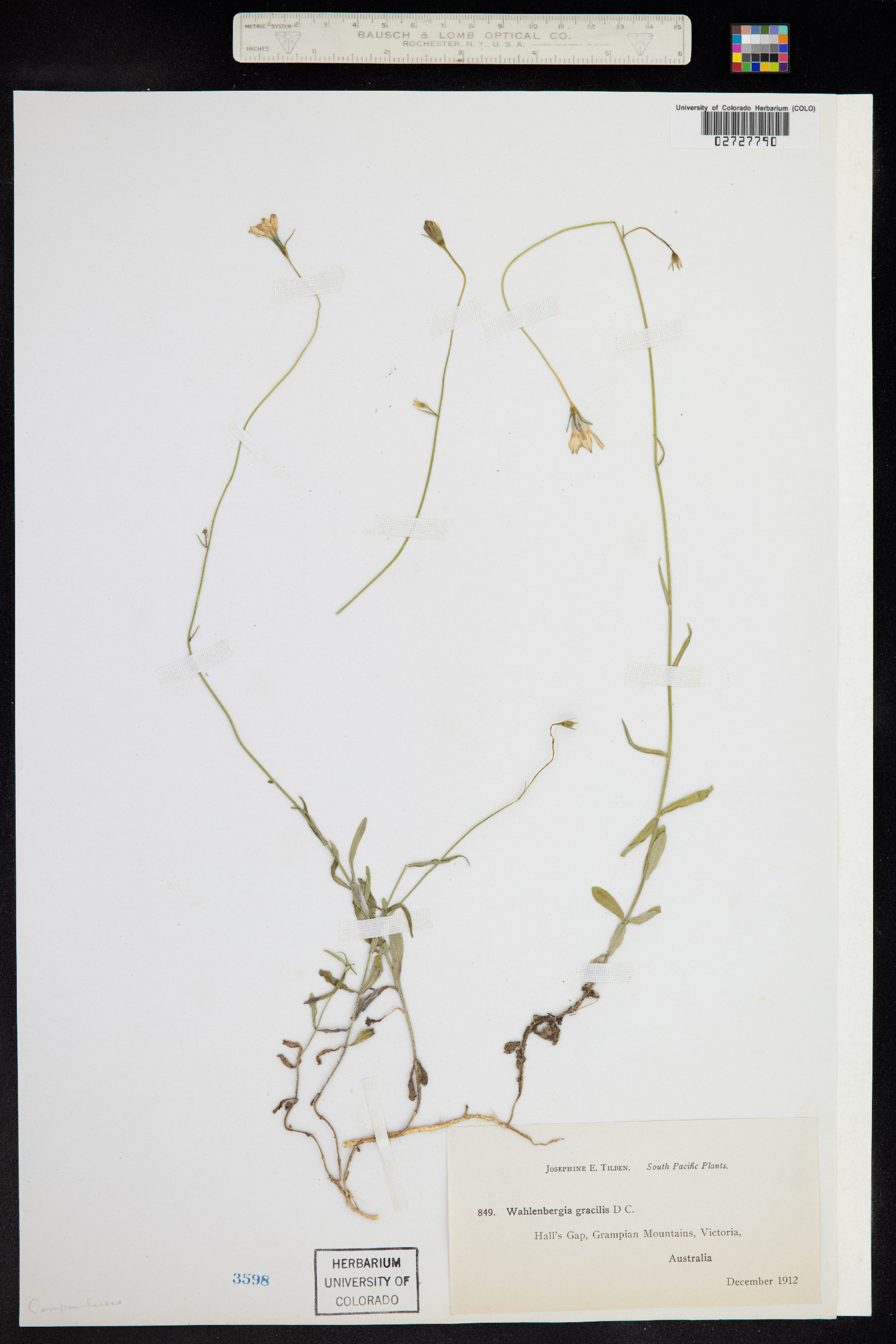 Wahlenbergia gracilis image