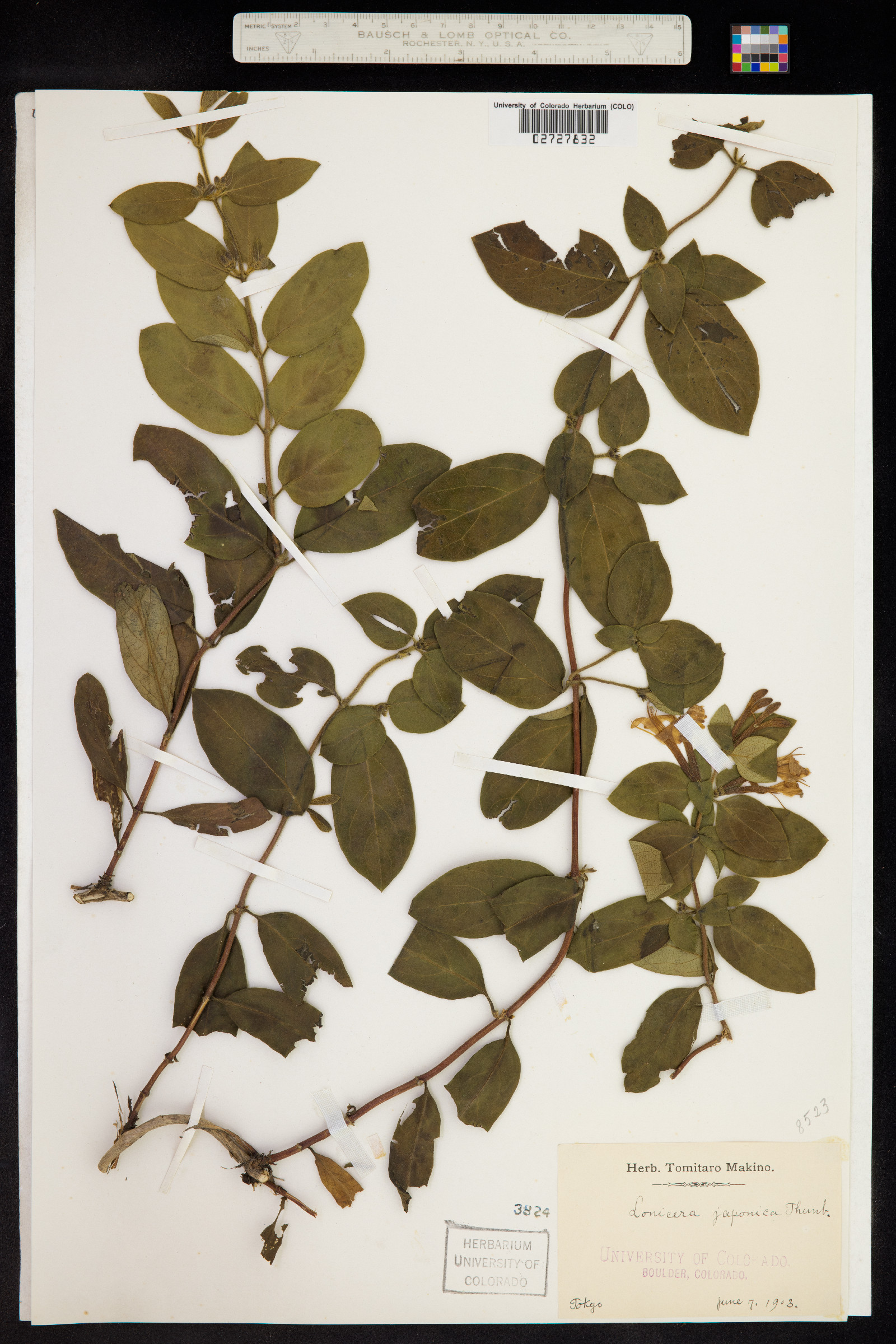 Lonicera japonica image