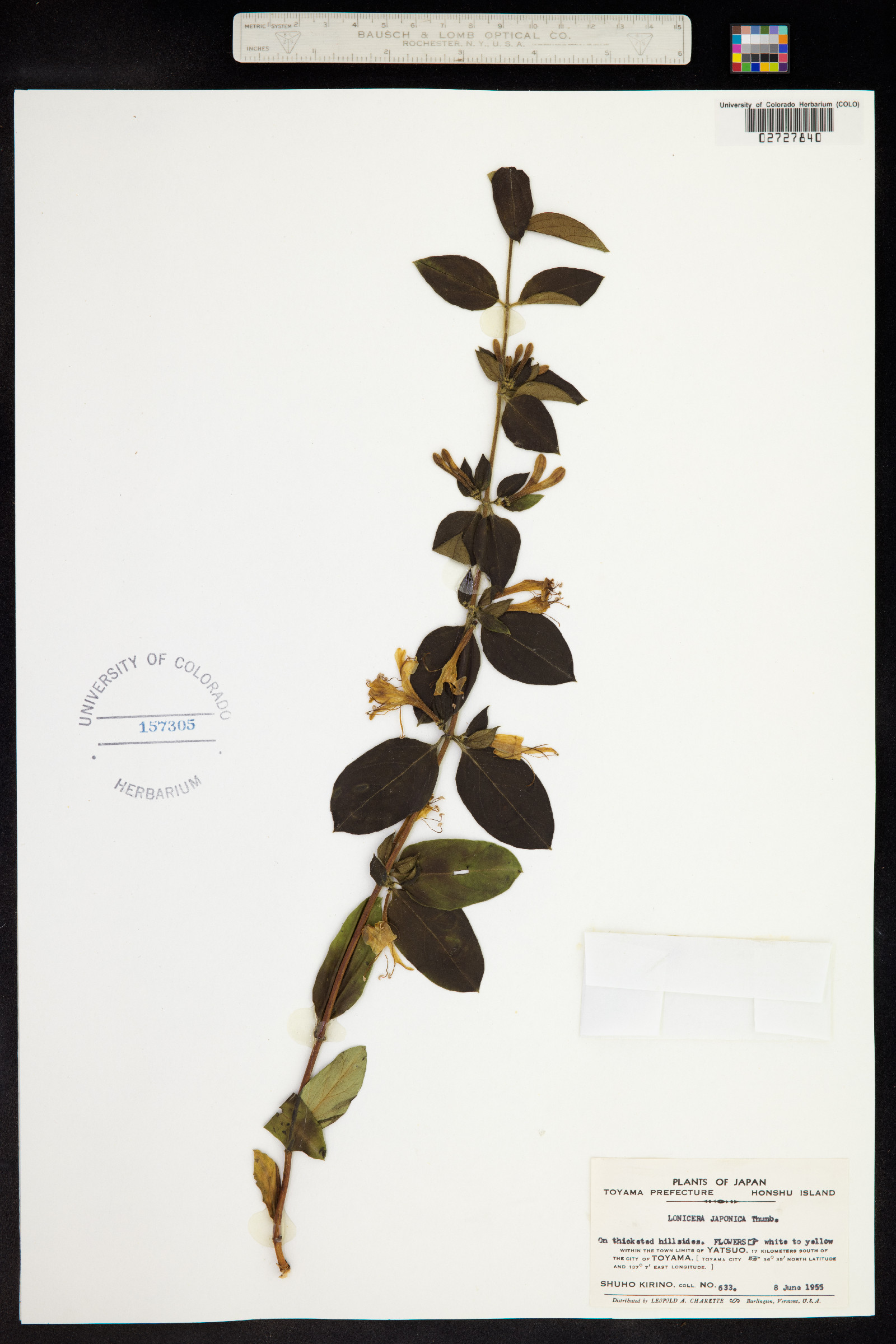 Lonicera japonica image